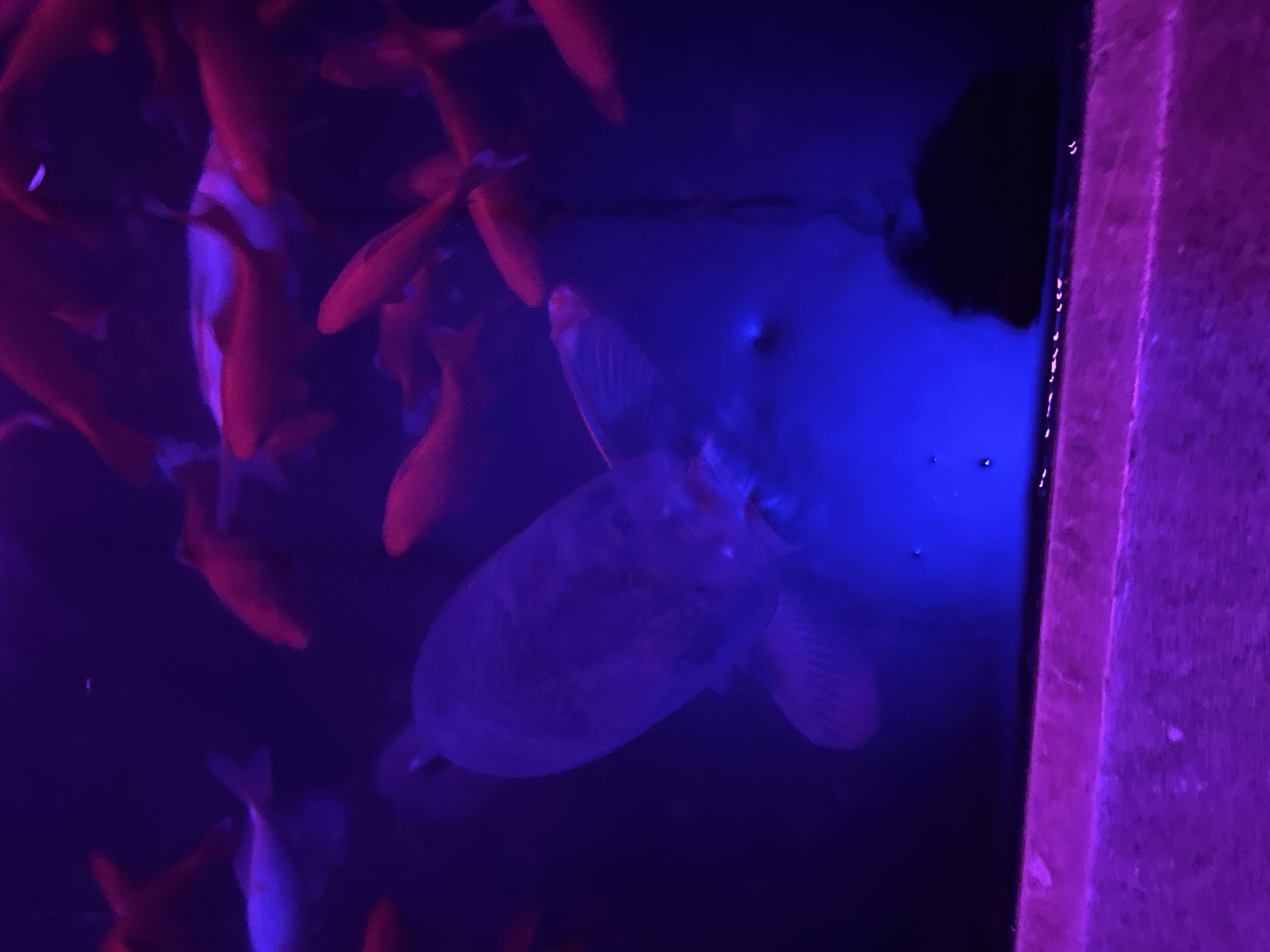 The image displays a group of koi fish swimming in a tank, illuminated by purple and blue lights. The fish vary in color, with some being orange and others appearing white or light gray. The water is dark and appears to be in an indoor setting, possibly a pond or aquarium. The bottom of the tank is lined with a textured surface, and there is a purple light source visible at the bottom of the frame. There are no people or discernible landmarks that would indicate a specific location in Huntsville, Alabama, USA.