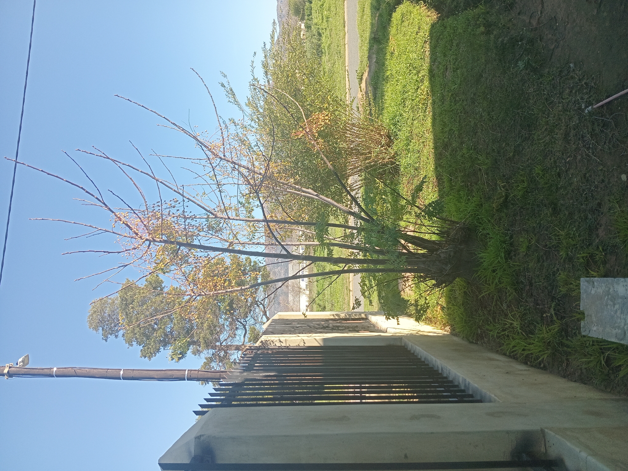 The image shows an outdoor scene in Montana, South Africa. In the foreground, a concrete wall with a black metal fence runs along the left side of the frame. To the right of the fence, a tree with bare branches and some remaining leaves stands in a grassy area. Behind the tree, a dense shrub with green foliage is visible. Further in the background, there is a road and a grassy field with some houses and hills in the distance. The sky is clear and blue. A utility pole with some cables and a light fixture is positioned behind the fence, near the tree. The lighting suggests it is daytime, likely morning or afternoon. There are no people or animals visible in the image.