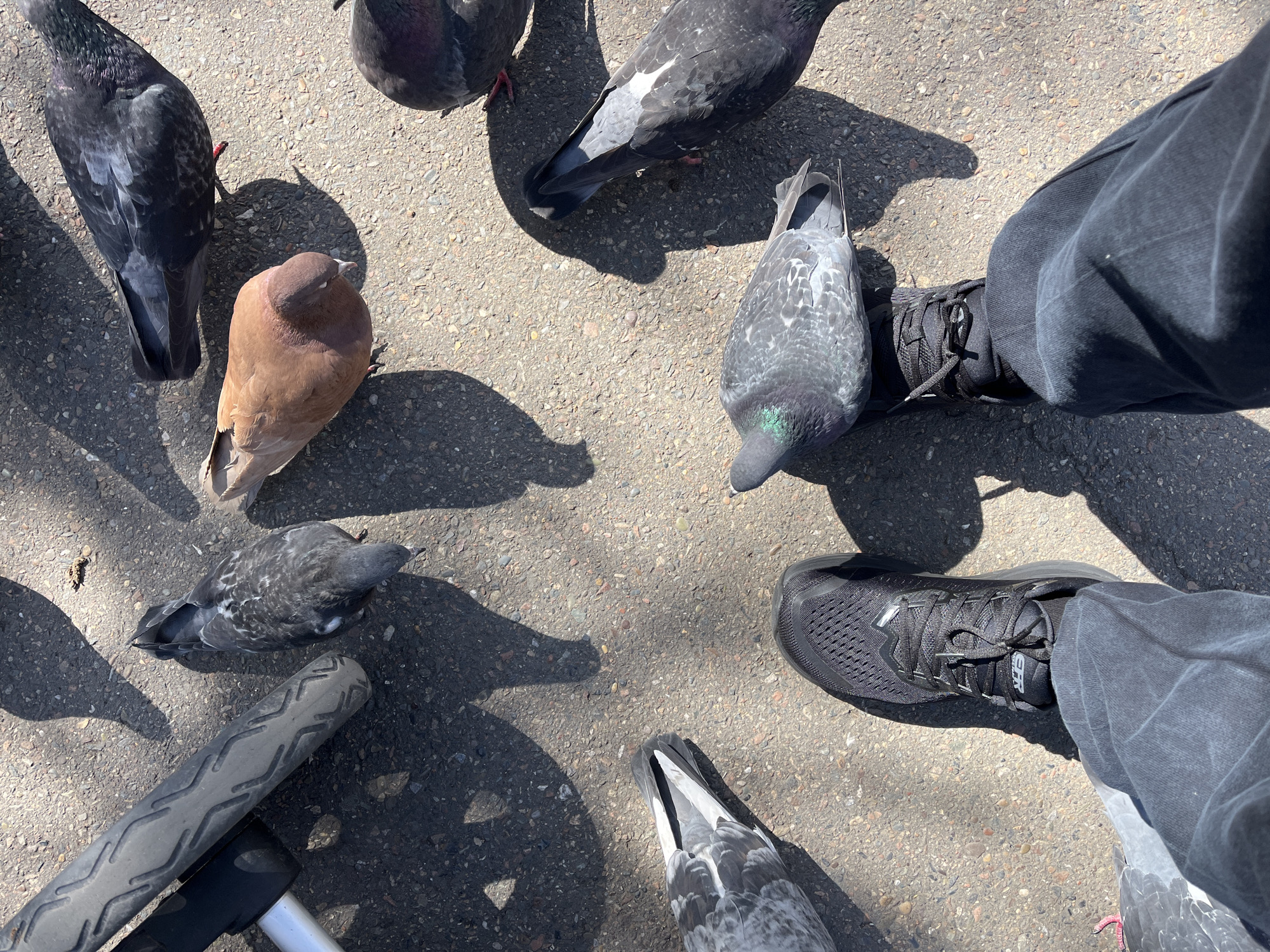 A high-angle photograph captures a cluster of pigeons on a paved surface, likely a sidewalk or plaza, with the lower legs and feet of a person standing among them. The pigeons are of mixed plumage, including grey, brown, and speckled varieties. One pigeon is close enough to the person's shoe that it appears as if the person is about to step on it. A segment of a stroller or wheelchair handle is visible in the lower left corner. The overall lighting suggests a sunny day, casting distinct shadows of the birds and objects. No specific information or details are visible indicating that the photograph was taken in Krasnoyarsk, Russia.