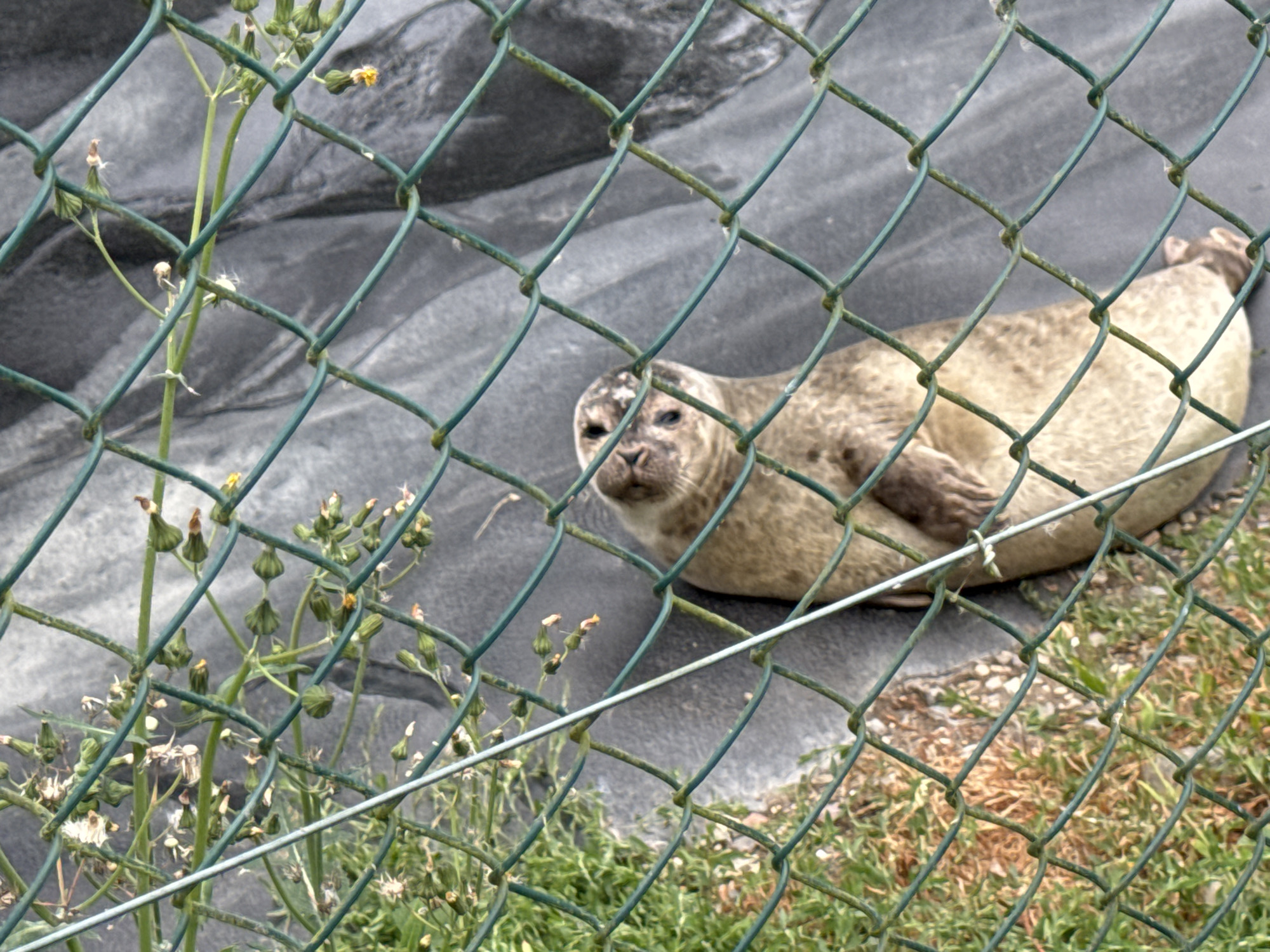 The image shows a seal behind a chain-link fence. The seal is light brown with darker spots and is lying on a grey, textured surface. It appears to be looking towards the camera. In the foreground and to the left of the seal, there are some green plants with small yellow flowers and seed pods. The background is a dark grey, possibly a rock or a wall. The overall scene suggests an outdoor enclosure, likely a zoo or wildlife sanctuary. The location in Courtown, Ireland, is not visually evident from the image itself.