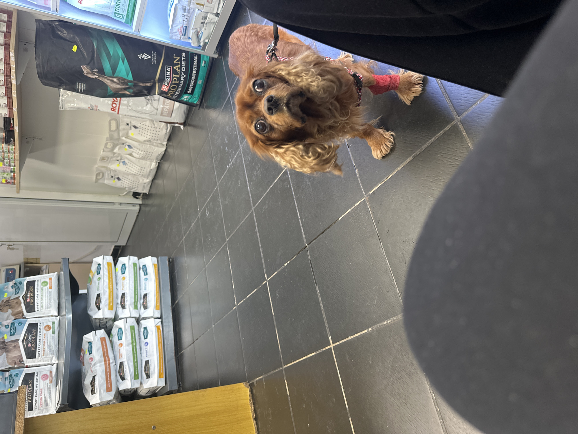 The image features a light brown Cavalier King Charles Spaniel dog looking directly upwards at the camera with wide, attentive eyes. The dog has curly fur and is wearing a patterned harness. A notable detail is a red bandage wrapped around its front left leg.
The setting appears to be an indoor commercial space, likely a veterinary clinic or a pet store, situated in Sofia, Bulgaria. The floor is covered with dark grey square tiles with light grout. In the background, shelves are stocked with various pet food products. Part of a person, likely the dog's owner, is visible in the lower right and upper right sections, clad in dark clothing, indicating the perspective from which the photo was taken.
Visible text on the pet food bags includes "PRO PLAN VETERINARY DIETS GASTROINTESTINAL" on a large black bag, "ROYAL CANIN," and "PURINA REPATIC PROPLAN." Additional Pro Plan products are labeled "EXPERT CARE NUTRITION DERMA CARE," "DIGESTION CARE," and "LIGHT STERILISED." Other smaller bags show text such as "mini adult," "RICH IN SALMON," "SENIOR," and "ADULT." The overall scene suggests the dog is patiently waiting, possibly after receiving medical attention, given the bandage on its leg.