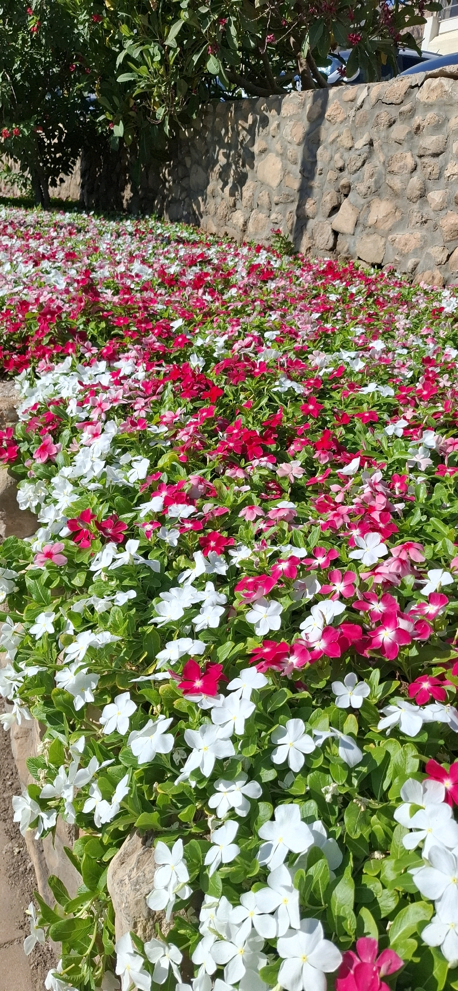A low-angle, full shot captures a dense bed of vinca flowers in various shades of pink, red, and white. The flowers are in bloom and cover the ground, with their green leaves visible beneath. In the background, a rough stone wall is partially obscured by trees with green foliage and a few red flowers. The wall appears to be part of the landscaping in an outdoor public space, possibly a park or garden. The lighting suggests it is daytime, with sunlight casting shadows on the wall. The image provides no indication of human presence or activity. The location is specified as Tamar Regional Council, Israel.