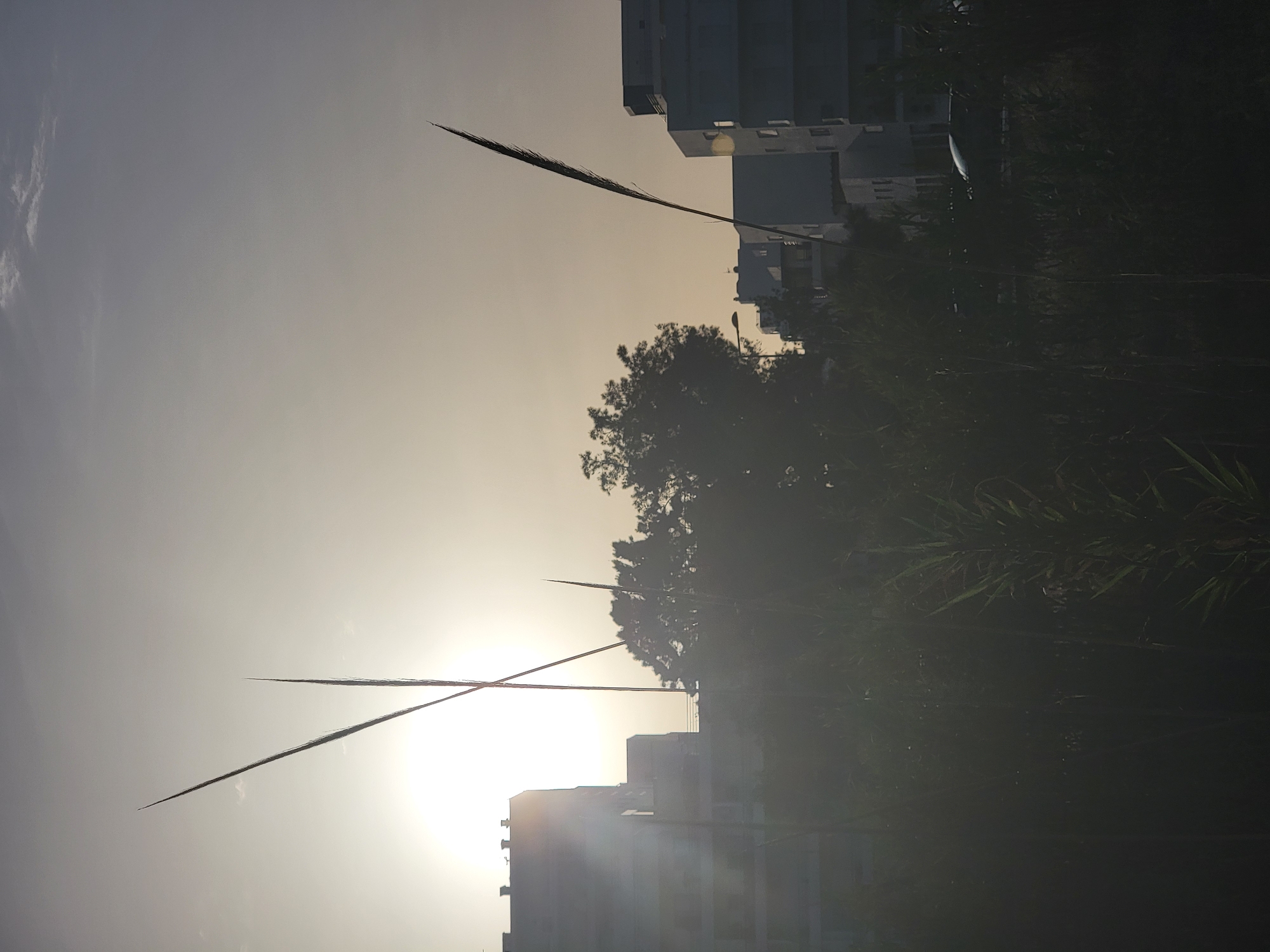 In Quarteira, Portugal, tall, thin blades of grass silhouetted against the bright, hazy sun are the primary subjects in the foreground. The sun, positioned in the upper left quadrant, casts a soft glow that obscures details and creates lens flare. Behind the grass, a dense, dark green foliage obscures much of the middle ground. Beyond the vegetation, modern, light-colored buildings with multiple stories are visible, some with visible windows and balconies. The sky is a pale, gradient gray, with faint clouds. The overall impression is a bright, late afternoon or early morning scene in an urban area with natural elements.