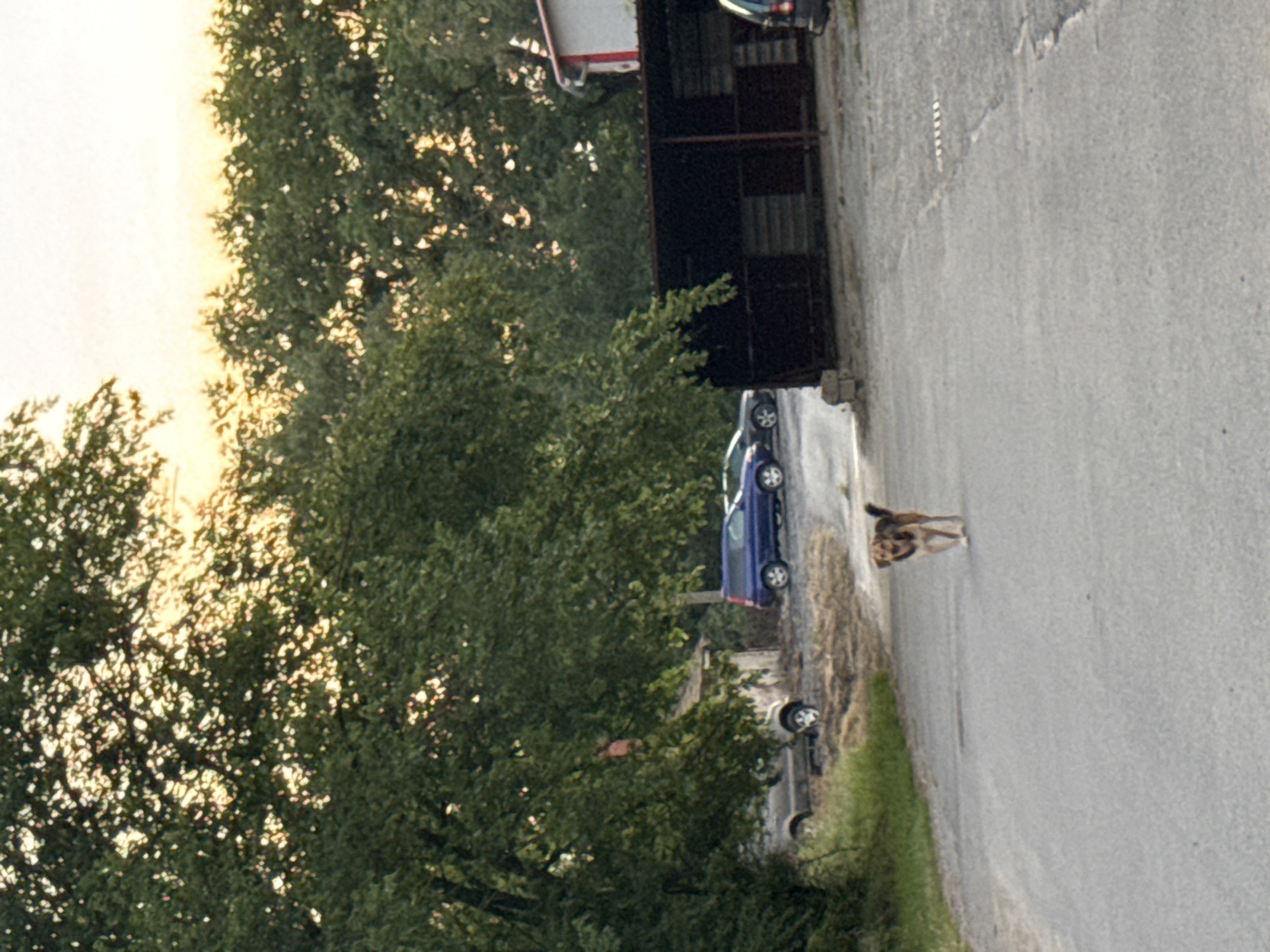 A dog runs on the right side of a gray road. The road is lined with grass and trees. In the background are a blue car, a gray car, and a dark building. The image looks toward the setting sun. Unknown, Unknown.