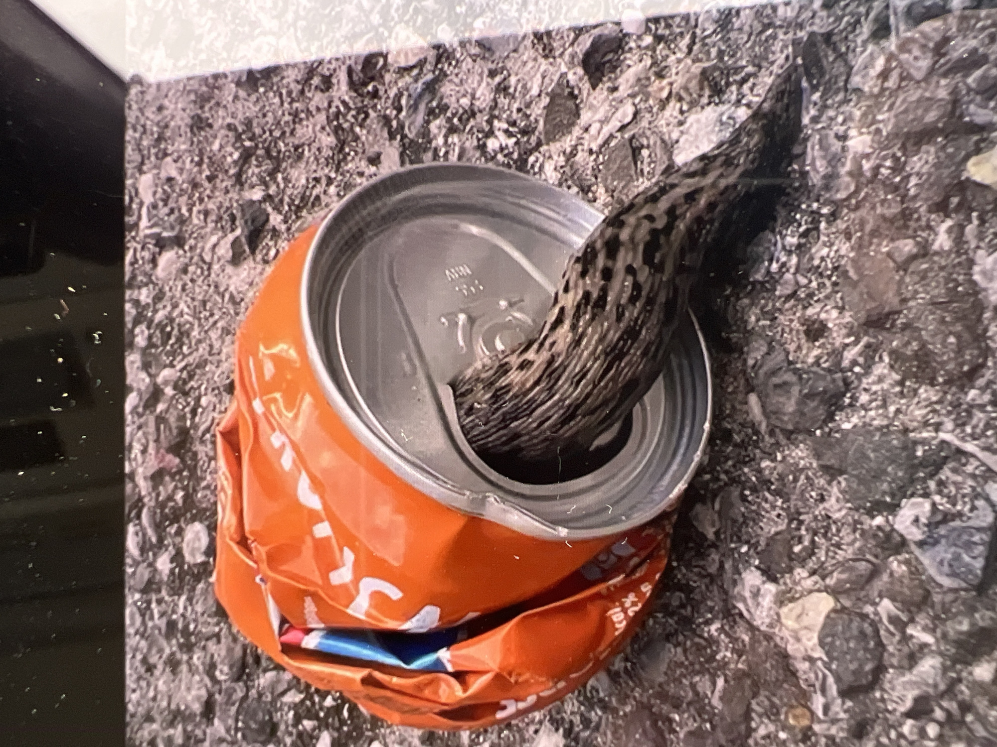 A leopard slug is emerging from a crushed, empty, orange beverage can that rests on a gravelly surface. The can is dented and its orange exterior is partially peeling back to reveal a blue and white interior liner. The slug, with its characteristic spotted pattern, extends its body out of the opening of the can. The background consists of various shades of grey and brown gravel, with some larger stones interspersed. The scene is illuminated by natural light, casting subtle shadows. The specific location in the city of Bernex, Switzerland, is not discernible from the provided image.