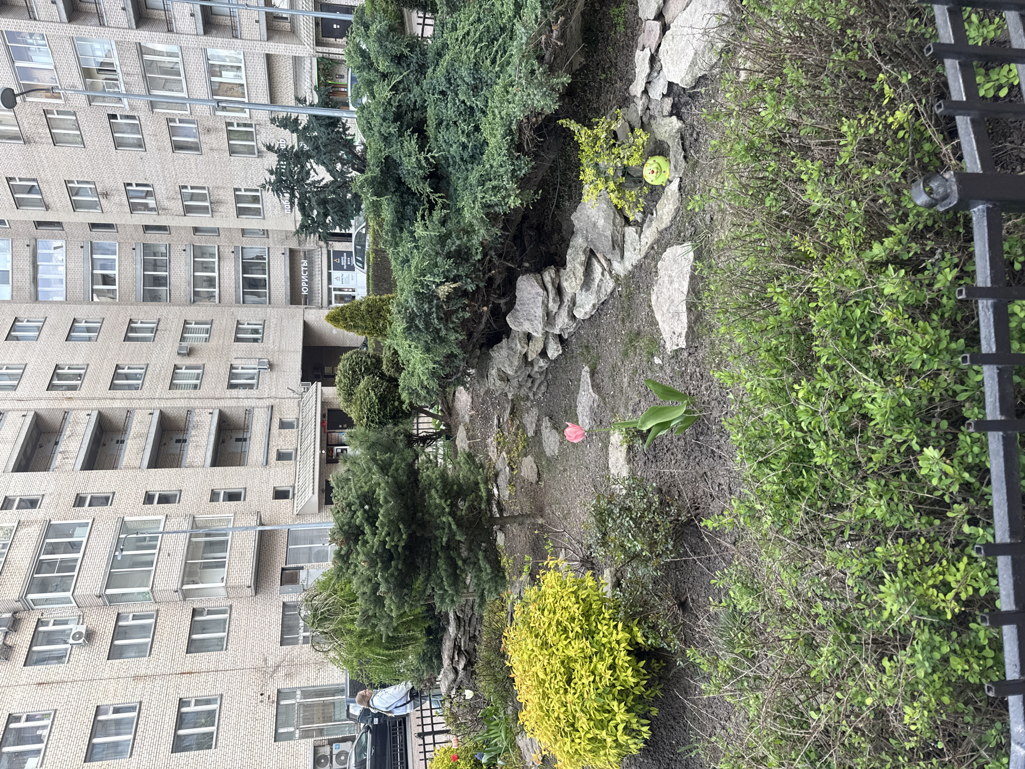A slightly downward-angled, eye-level shot shows a garden area with various plants and rocks in front of a multi-story building with light-colored brick.
The garden features an assortment of shrubbery, trees, and rocks of varying sizes, creating a naturalistic landscape. A single tulip with a pink bloom stands prominently in the center, alongside a few other scattered flowers. The greenery is lush and varied in color, ranging from deep green to yellowish-green.
The building in the background is a brick structure with multiple windows and balconies. A sign with the word "ЮРИСТЫ" (lawyers) in Cyrillic is visible near the entrance, suggesting a commercial or office building.
A glimpse of a person in a light-colored jacket is visible in the lower-left corner, along with a black vehicle. A black metal fence is also visible on the right.
This image appears to be taken in an urban environment, likely a garden or landscaped area in front of a building in Russia. Given the Cyrillic text and architectural style, it could be in Saint Petersburg.