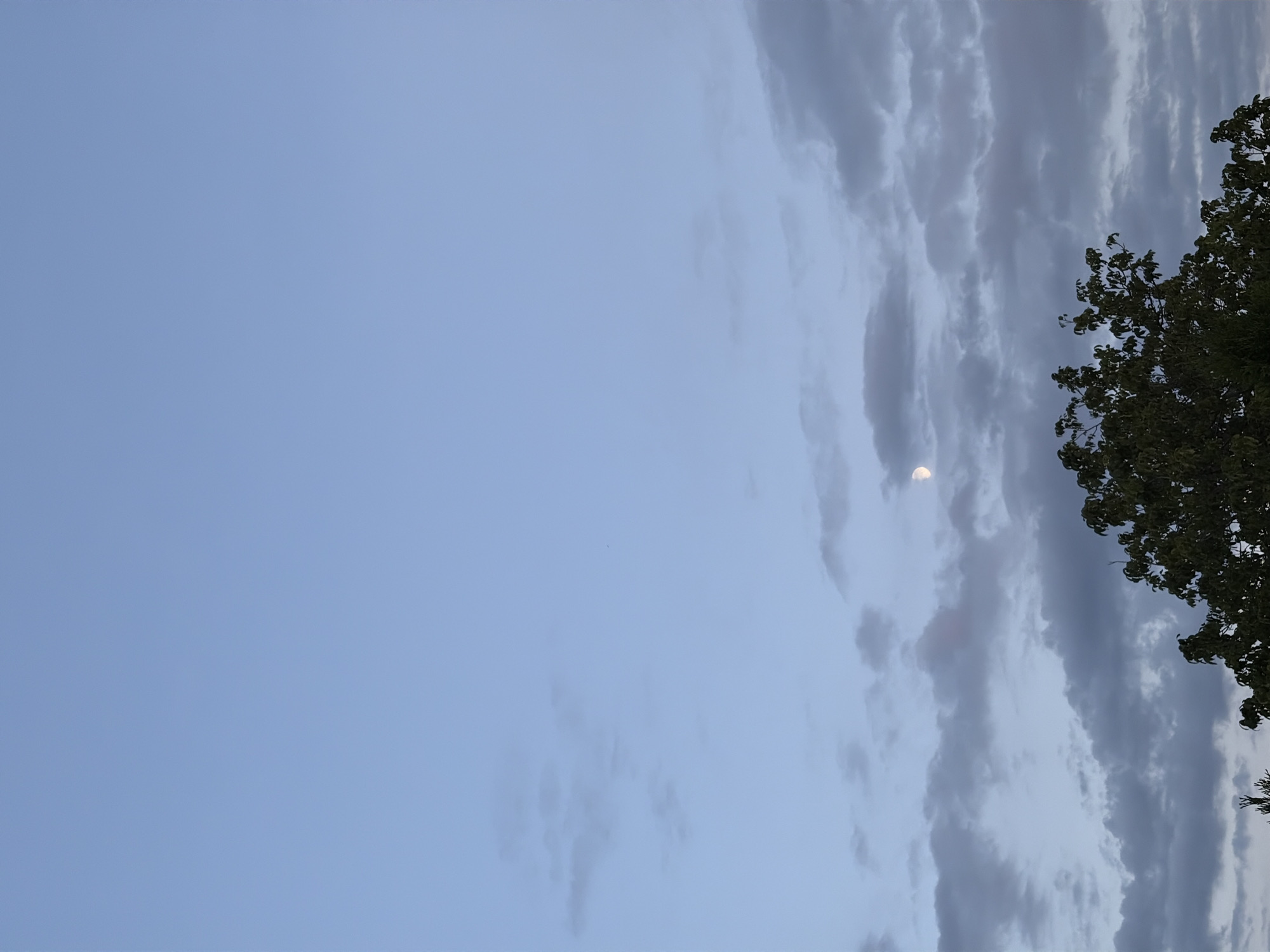 The image shows a twilight sky with a waxing crescent moon visible above a tree line. The sky is a pale blue, with scattered, wispy clouds that are darker gray. The tree in the foreground is dark green and appears to be deciduous, with its leaves silhouetted against the sky. There are no people or animals visible in the image. The scene is serene and captures a moment of natural beauty. The location is identified as Oxentea, Moldova.