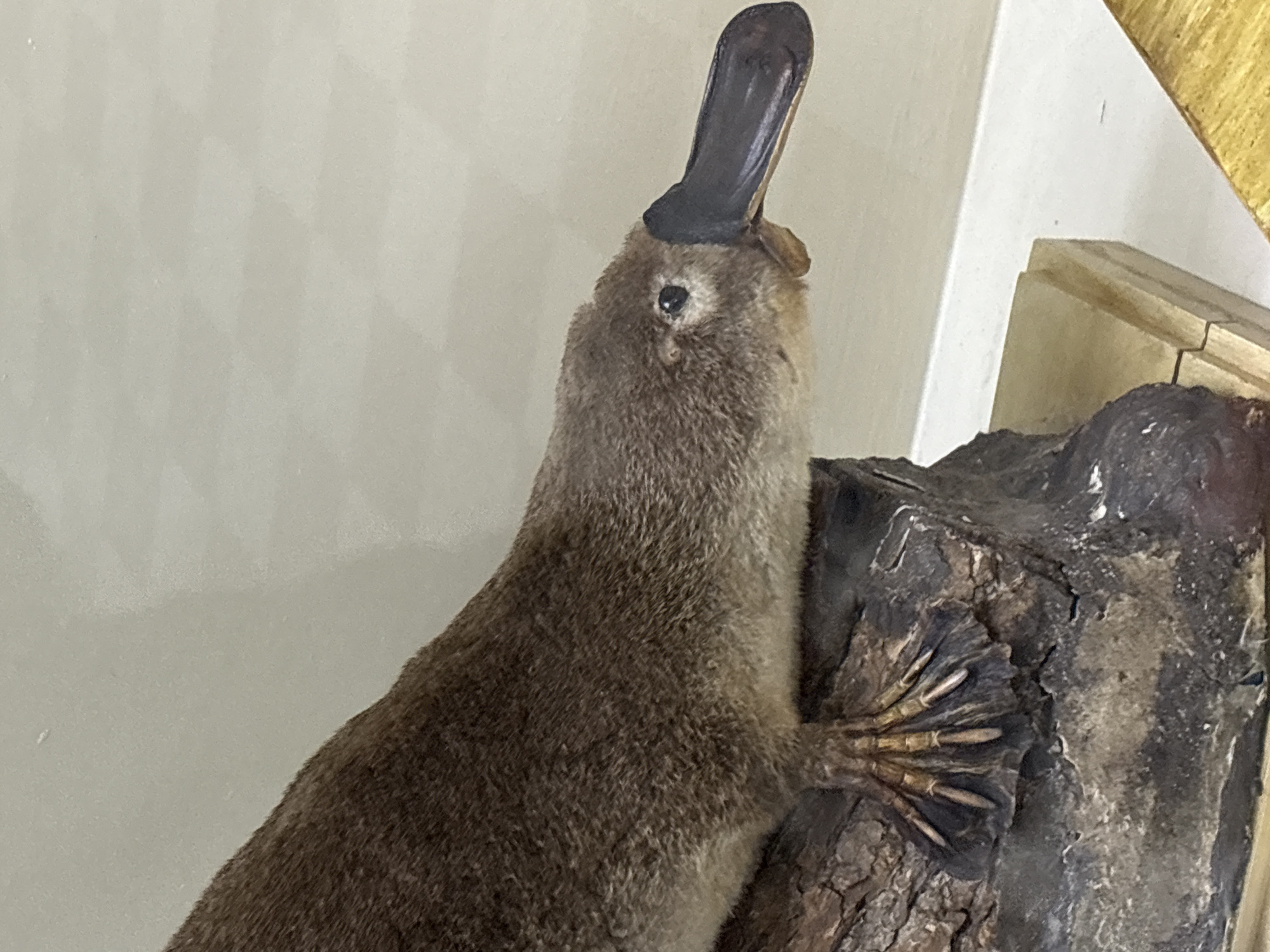 The image shows a taxidermied platypus resting on a piece of dark bark. The platypus is brown with a distinctive duck-like bill. Its webbed feet are visible, resting on the bark. The background is a light-colored, textured wall. There is a wooden base beneath the bark, and a portion of another wooden surface is visible at the bottom right of the frame. The scene appears to be an exhibit, possibly in a museum or educational display. There is no indication of the location being in Saint Petersburg, Russia, or any other specific city.