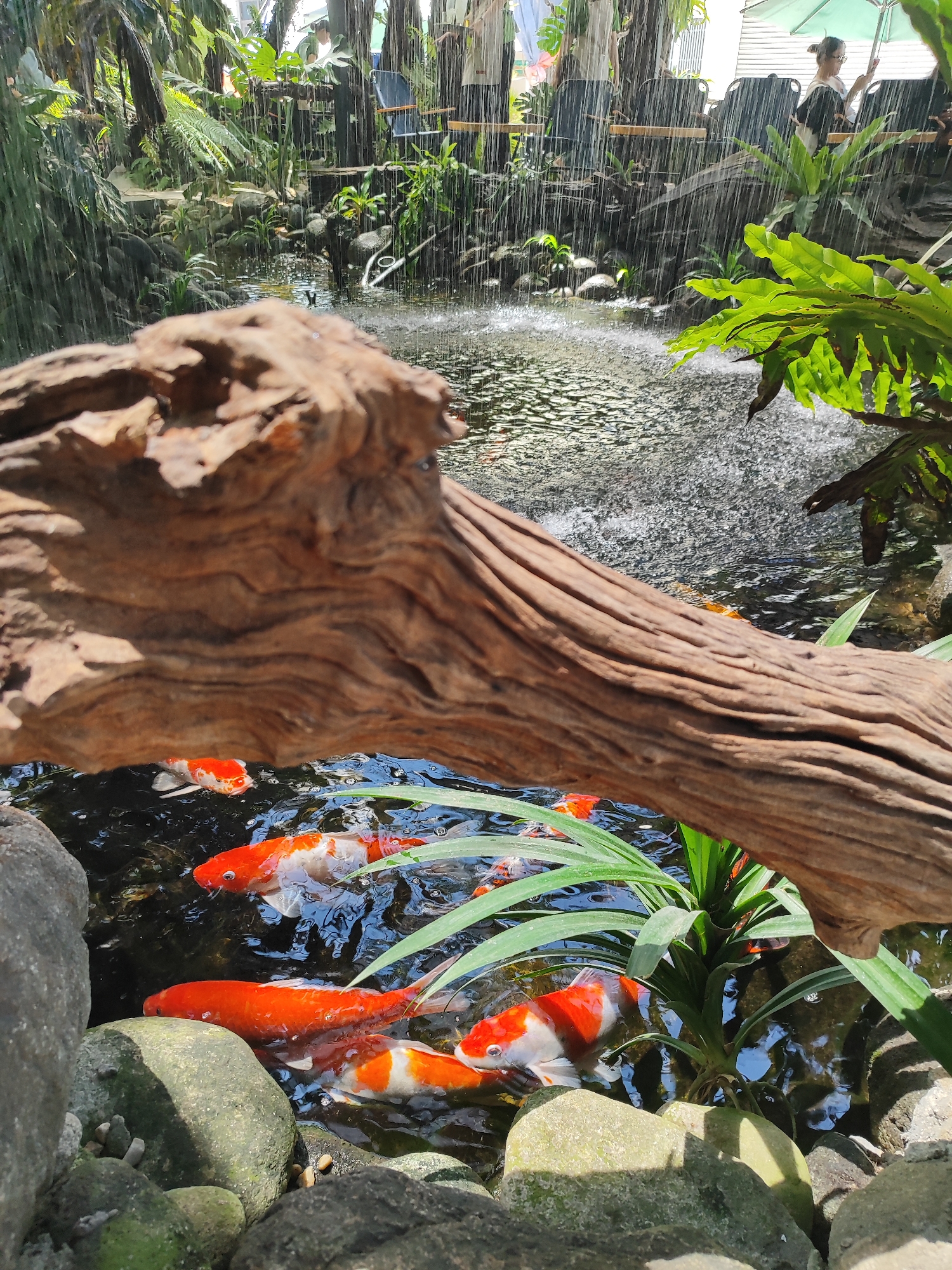 The image shows a koi pond with several orange and white koi fish swimming in the water. In the foreground, a large piece of weathered driftwood partially obscures the view of the pond. The background features a lush green garden with plants and a cascading water feature, creating a serene atmosphere. In the upper right corner, a woman holding a green umbrella is partially visible, sitting at a table outdoors. The scene appears to be an outdoor seating area, possibly a cafe or restaurant, with a naturalistic water garden. The location is identified as Đà Nẵng, Vietnam.