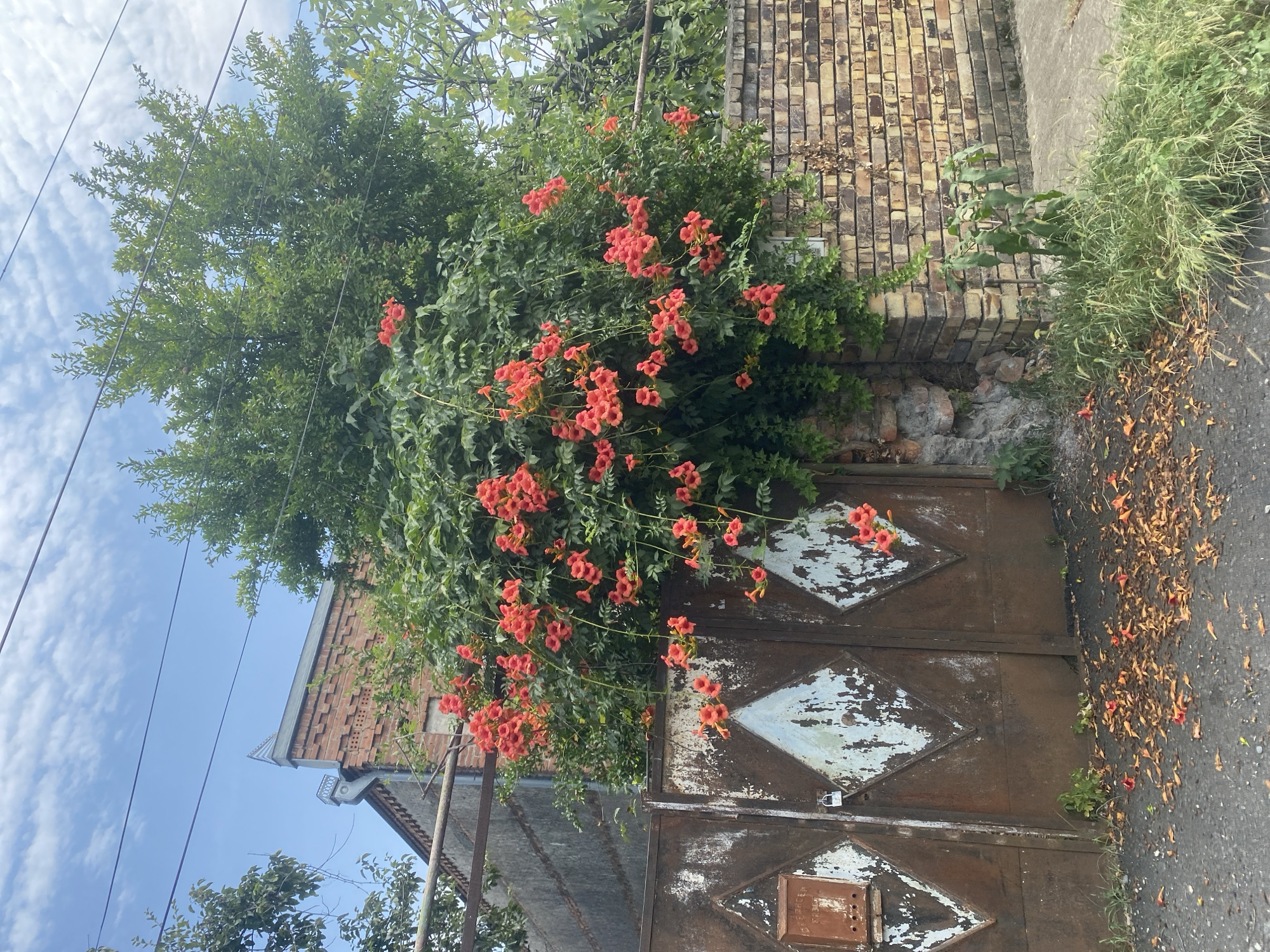 The image shows a rusty, diamond-patterned metal gate in Lagodekhi, Georgia, partially obscured by a vibrant vine with bright orange trumpet-shaped flowers. The gate has a small, weathered metal mailbox attached to its left panel. Behind the gate, a brick building with a decorative roofline is visible, as is a section of a light brown brick wall. Overhead, power lines crisscross the frame, with a lush green tree and a bright blue sky with scattered clouds in the background. Fallen orange petals are scattered on the asphalt in front of the gate.