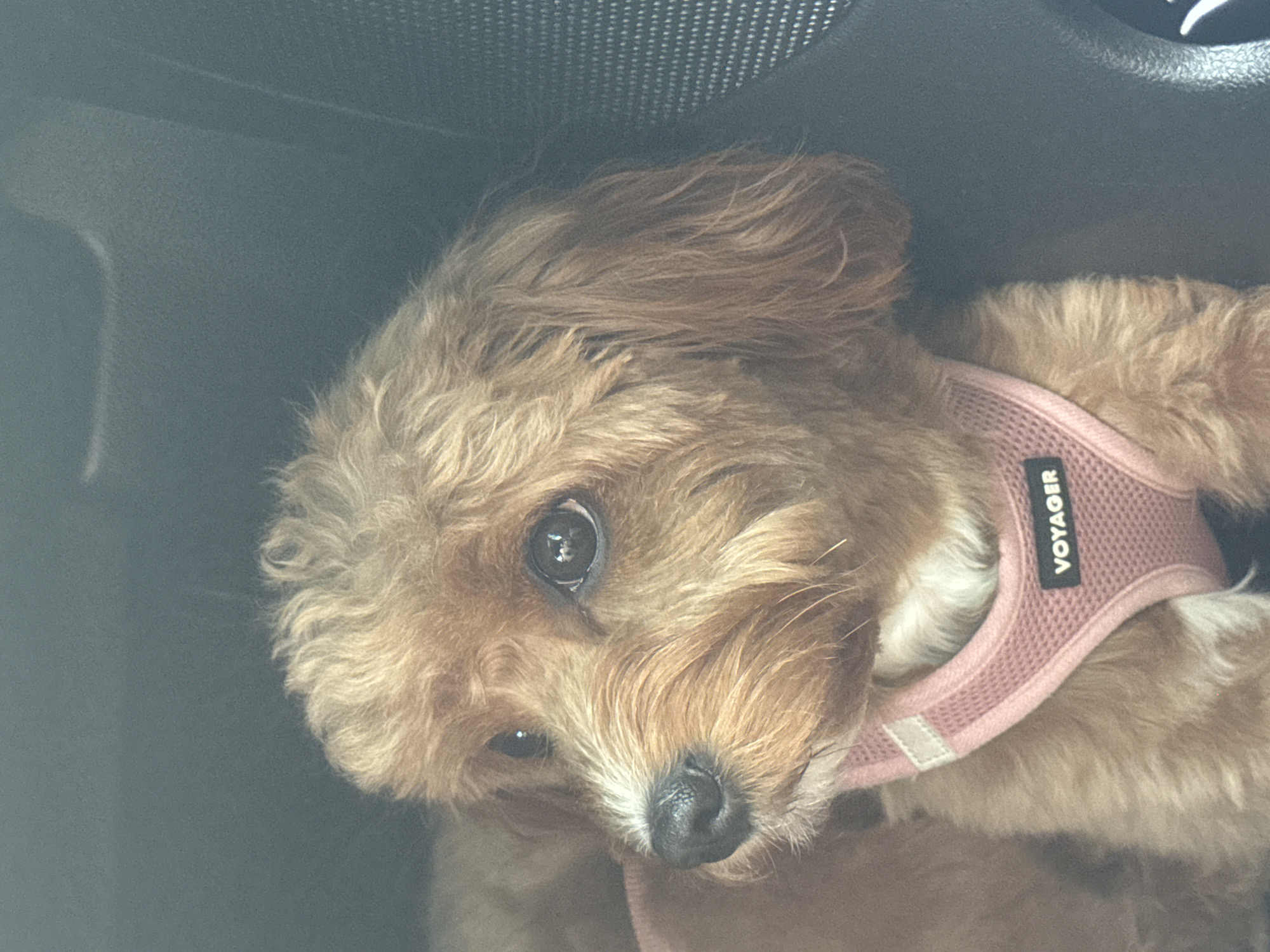 A medium shot photograph shows a brown-haired dog wearing a pink "Voyager" branded harness, sitting in a car. The dog has dark, expressive eyes, a black nose, and light brown fur that is slightly disheveled. The background is dark, with a textured black surface to the right of the dog, likely a car seat or interior panel. The lighting is dim, suggesting the photo was taken inside a vehicle. The dog is positioned in the center of the frame, looking slightly to the left of the camera. The overall impression is that of a pet traveling in a car.