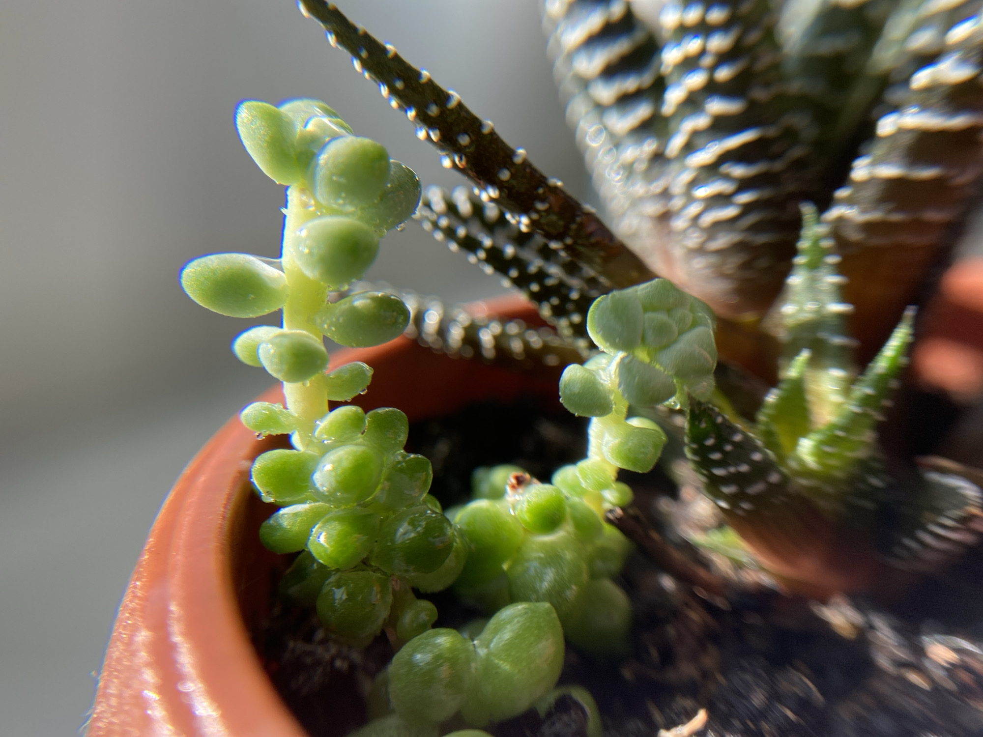 In a close-up, macro shot, a succulent plant is displayed in a small, reddish-brown plastic pot. The plant features bright green, bead-like leaves that are plump and slightly translucent, some appearing to be covered in tiny water droplets. Two distinct stems of this succulent are visible, reaching upwards and outwards. Behind these, parts of another succulent, a Haworthia variety, are visible with its characteristic dark green, striped leaves. The background is a softly blurred gray. The lighting suggests a sunny indoor environment, possibly near a window. There are no people or animals present in the image.