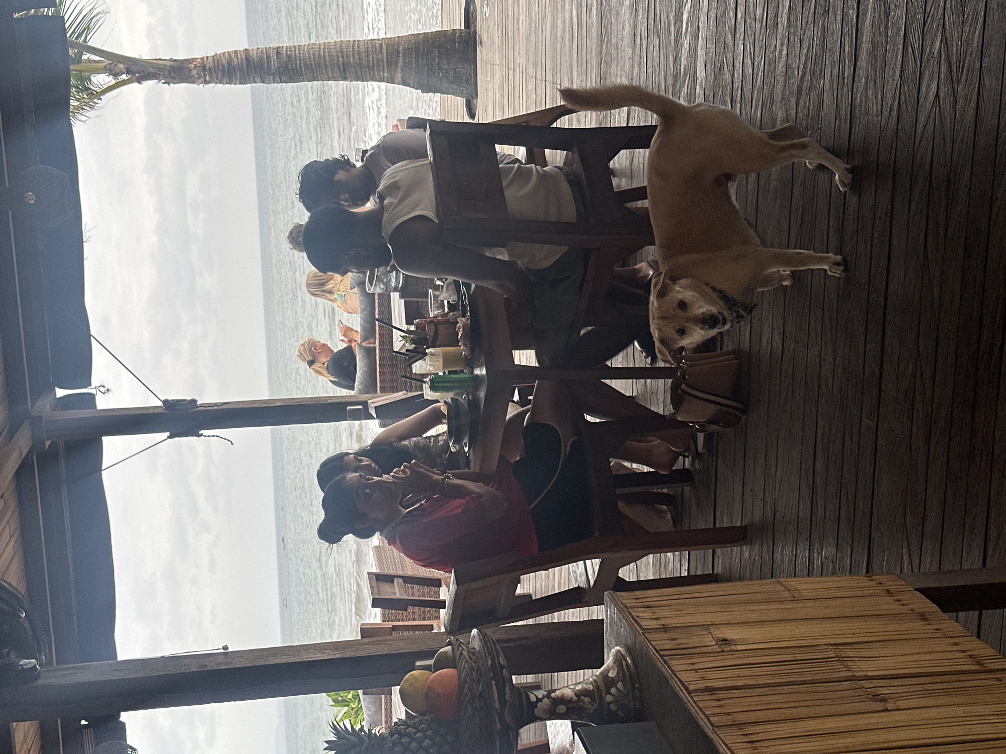 A tan dog stands on a wooden deck in front of a beachside restaurant. The dog is looking at the camera. In the background, several people are seated at tables, and the ocean can be seen. A palm tree is visible to the right of the image. The scene appears to be in the city of North Kuta, Indonesia.