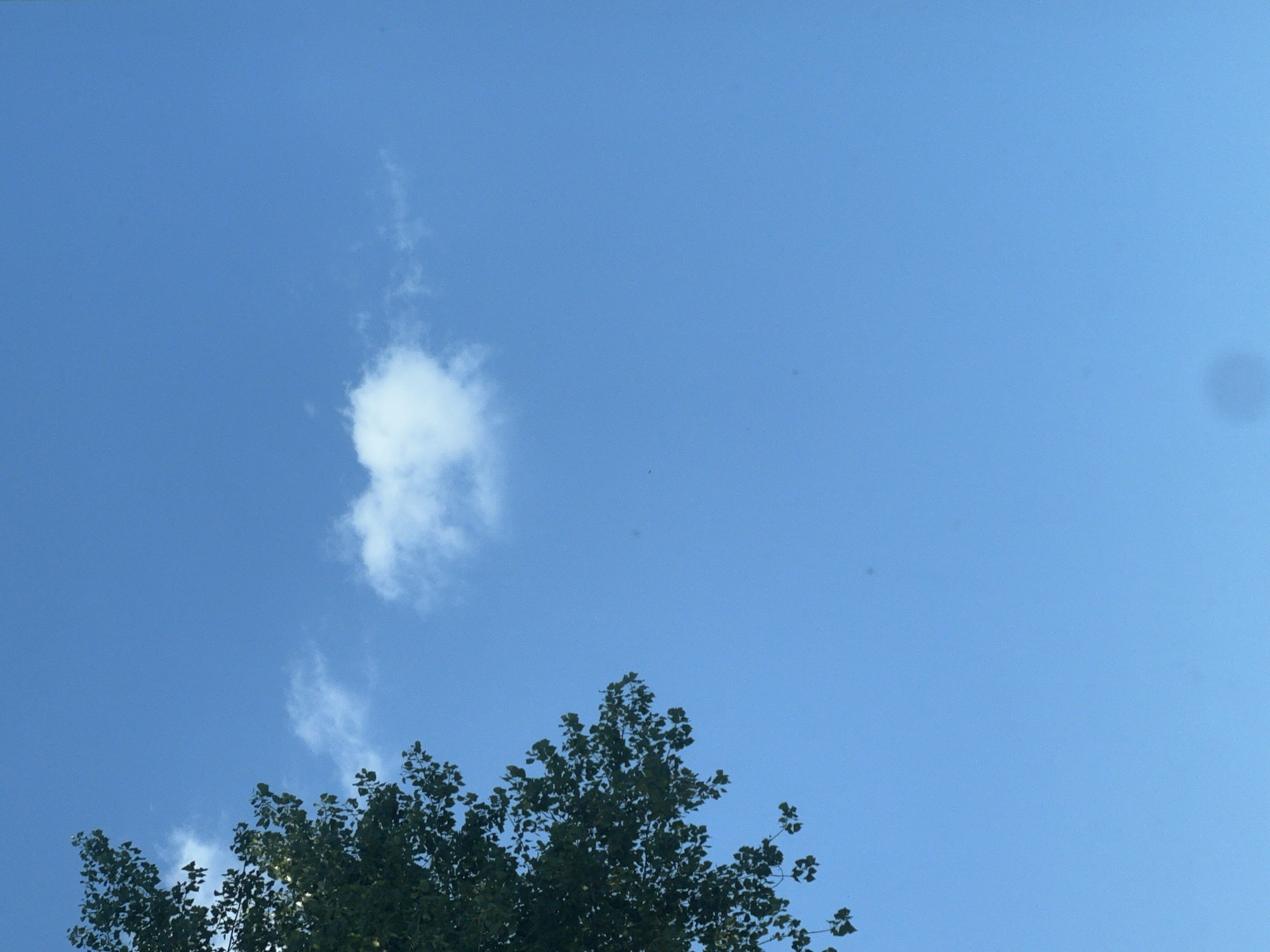 The image is a low-angle shot of a clear blue sky with a few wispy white clouds. In the upper left corner, the dark green leaves and branches of a tree are visible. One cloud in the middle of the sky is shaped somewhat like a heart. There are no people or buildings visible, and no indication of the city of Warsaw, Poland. The image appears to be taken outdoors on a sunny day.