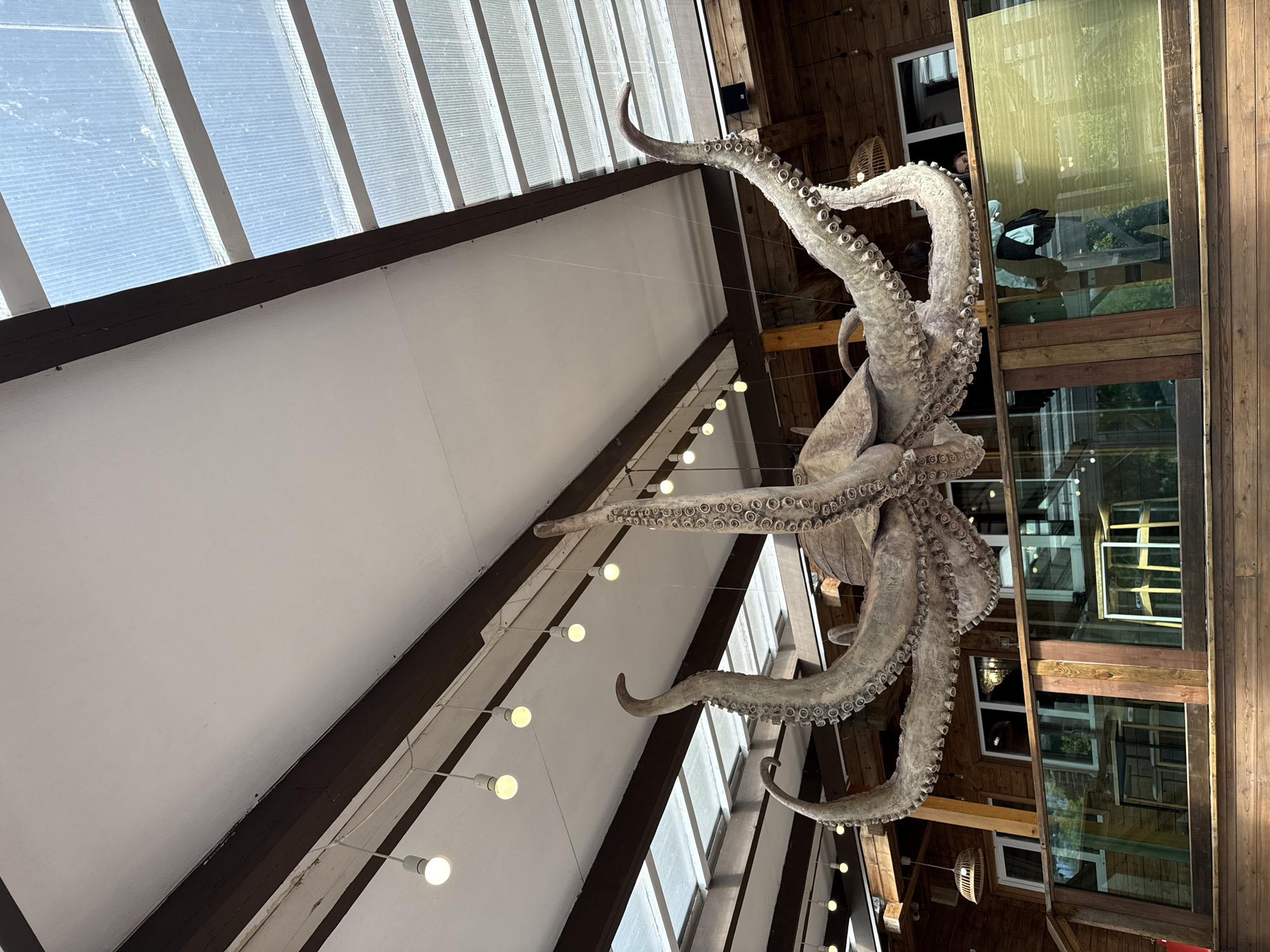 Here is a description of the image:
The image shows the interior of a building on Russky Island, Russia. A large, decorative, artificial octopus hangs from the ceiling. The ceiling consists of a white, angled, planar surface interspersed with skylights. A string of pendant lights runs parallel to the angled ceiling line. The background shows a wood-paneled interior with several windows. Reflections are visible in the windows. The scene appears to be a public space such as a museum or tourist attraction.