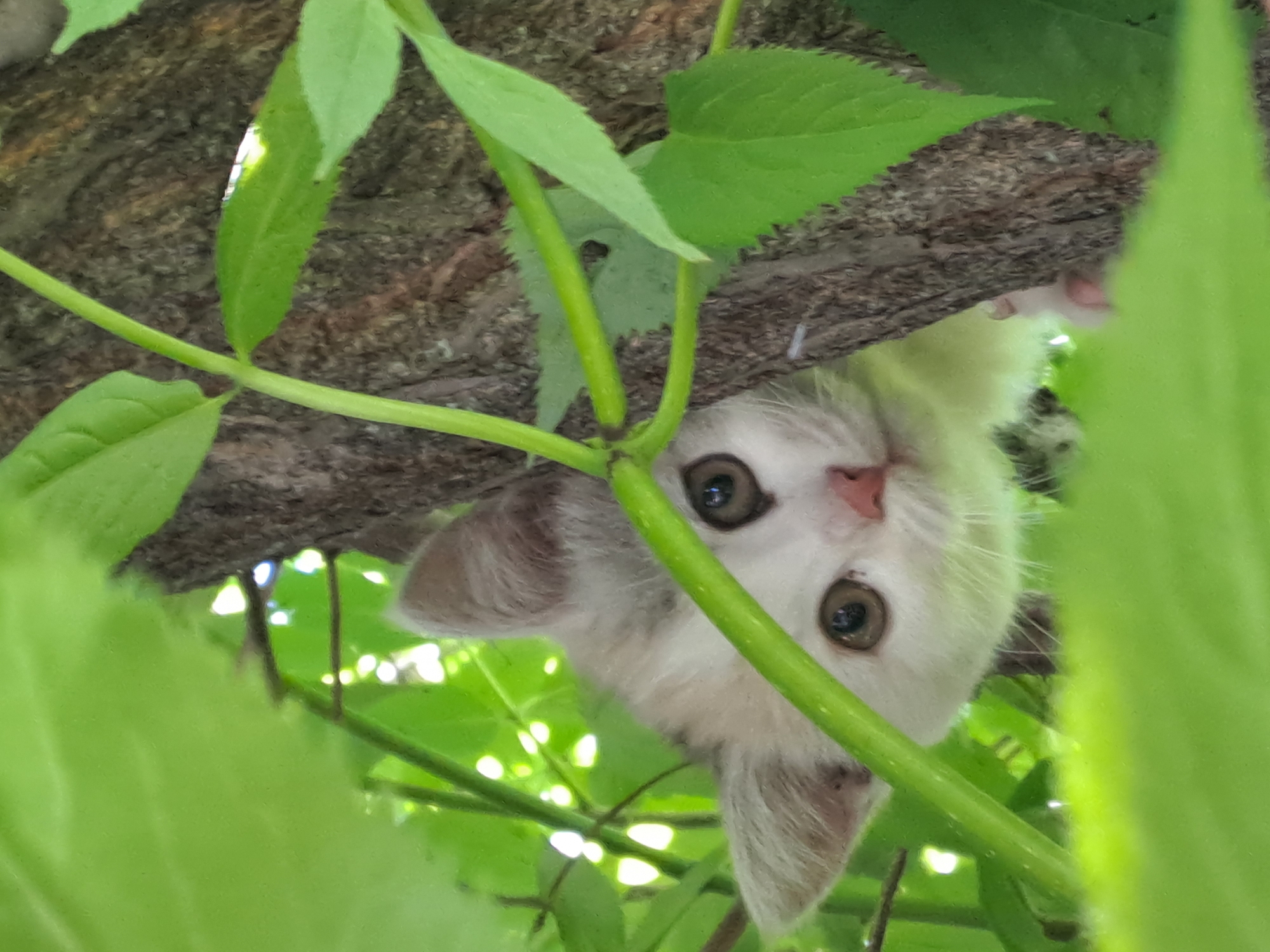 A small, fluffy white kitten is depicted peeking out from behind vibrant green foliage and a tree branch in an outdoor setting. The kitten is positioned upside down, with its head and upper body visible, looking directly at the viewer with wide, curious dark eyes and a small pink nose. Its fur is predominantly white, and its ears have subtle light brown or grey markings.
The kitten appears to be either climbing in a tree or peering down from a dense bush. Its paws are slightly visible near the textured, dark brown tree branch or trunk that runs horizontally across the upper part of the frame. Numerous bright green leaves and slender green stems fill the foreground and surround the kitten, some sharply in focus, creating a sense of depth. The lighting is bright and natural, suggesting it is daytime with clear weather, as evidenced by the highlights on the leaves. The kitten's expression conveys curiosity or playfulness. The overall scene captures an endearing moment of a kitten exploring its natural surroundings in a location that could be a garden or wooded area in Полянки, Russia. No visible text is present in the image.