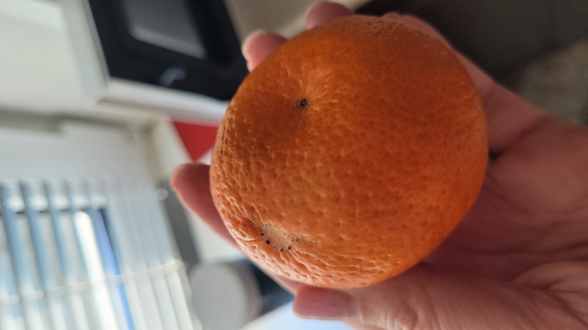A close-up shot features a hand holding a ripe orange. The orange has a textured peel and a few dark spots. The background shows a blurry interior setting with light-colored walls and possibly blinds. The location is not discernible from the image.