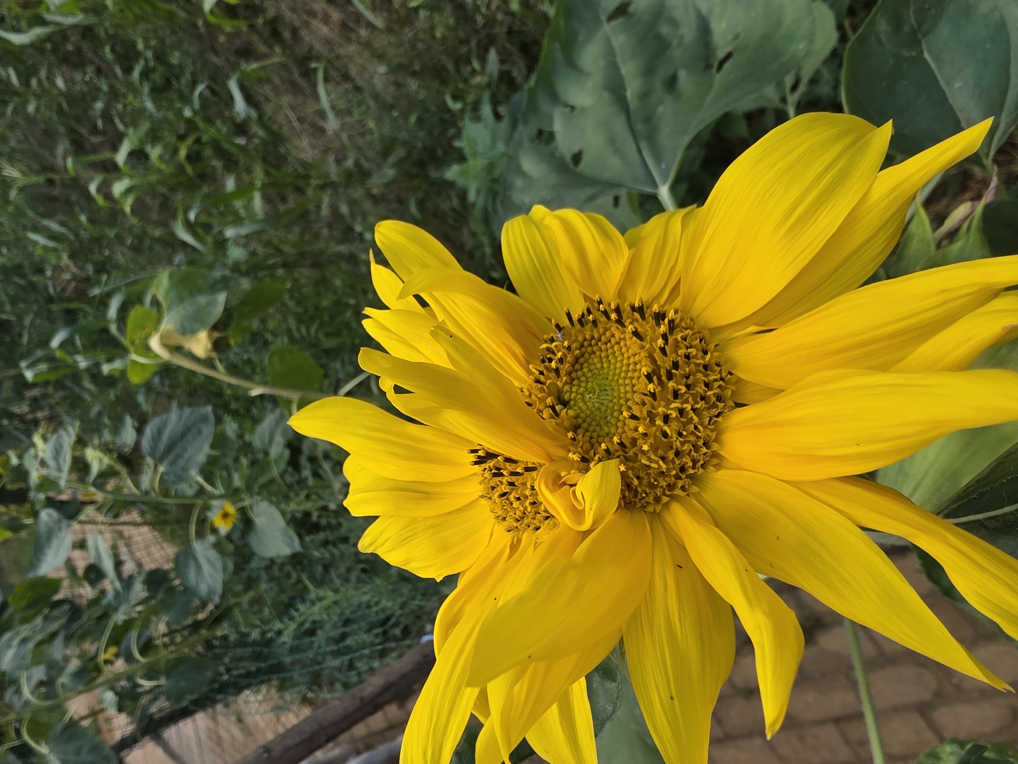 A close-up shot features a vibrant yellow sunflower, its petals unfurling towards the viewer, with a prominent dark center. The sunflower is positioned in the foreground, with a blurred background of greenery, suggesting an outdoor natural setting. The lighting appears to be natural daylight, casting soft shadows on the petals. There is no indication of the city of Речицы, Russia, in the image.