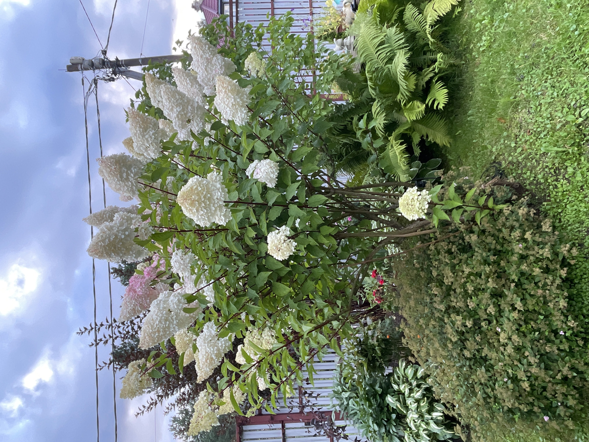 This is a medium-shot, eye-level outdoor photograph of a garden scene, likely in a residential area of Leningradskaya, Russia. The focal point is a large, multi-stemmed white hydrangea bush with cone-shaped flower clusters. Some of the flowers are tinged with pink and pale yellow. The hydrangea is surrounded by various other plants, including lush green ferns to the right, hostas with variegated leaves to the left, and a lower-growing shrub with small green leaves and tiny pale flowers in the foreground. In the background, a light-colored wooden fence with metal accents runs horizontally across the image, and beyond that, a utility pole with electrical wires is visible against a cloudy, overcast sky. A small section of a red-tiled roof is also visible on the far right. There are no people or animals in the frame. The overall impression is of a well-maintained, verdant garden.