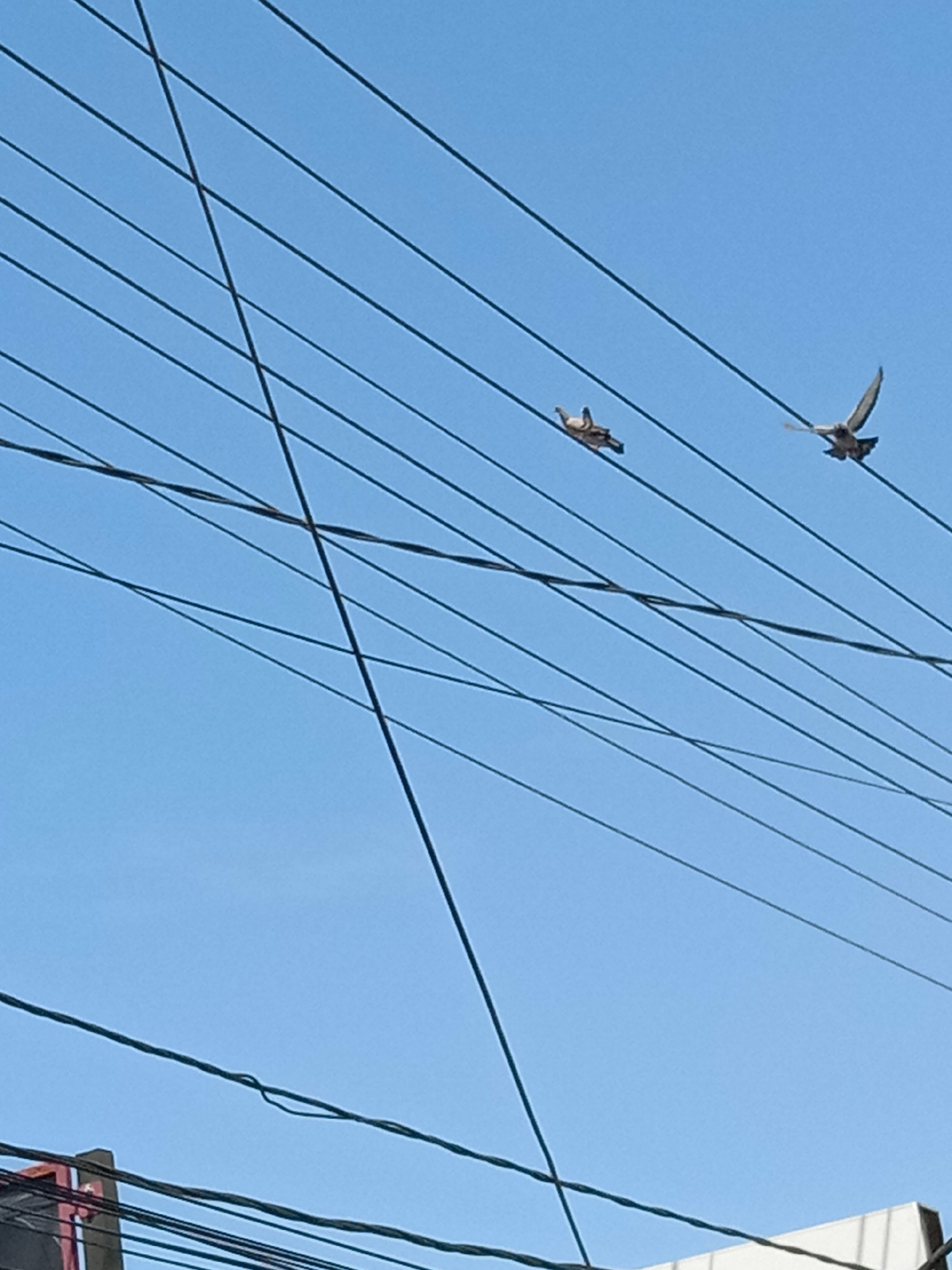 The image, likely taken in Lhokseumawe, Indonesia, captures a bright, cloudless, blue sky intersected by numerous black electrical wires running diagonally and horizontally across the frame. Two birds are visible in flight amidst the wires. One bird is perched on a wire, and the other flies on the right. At the bottom edge of the frame, are partial glimpses of buildings.