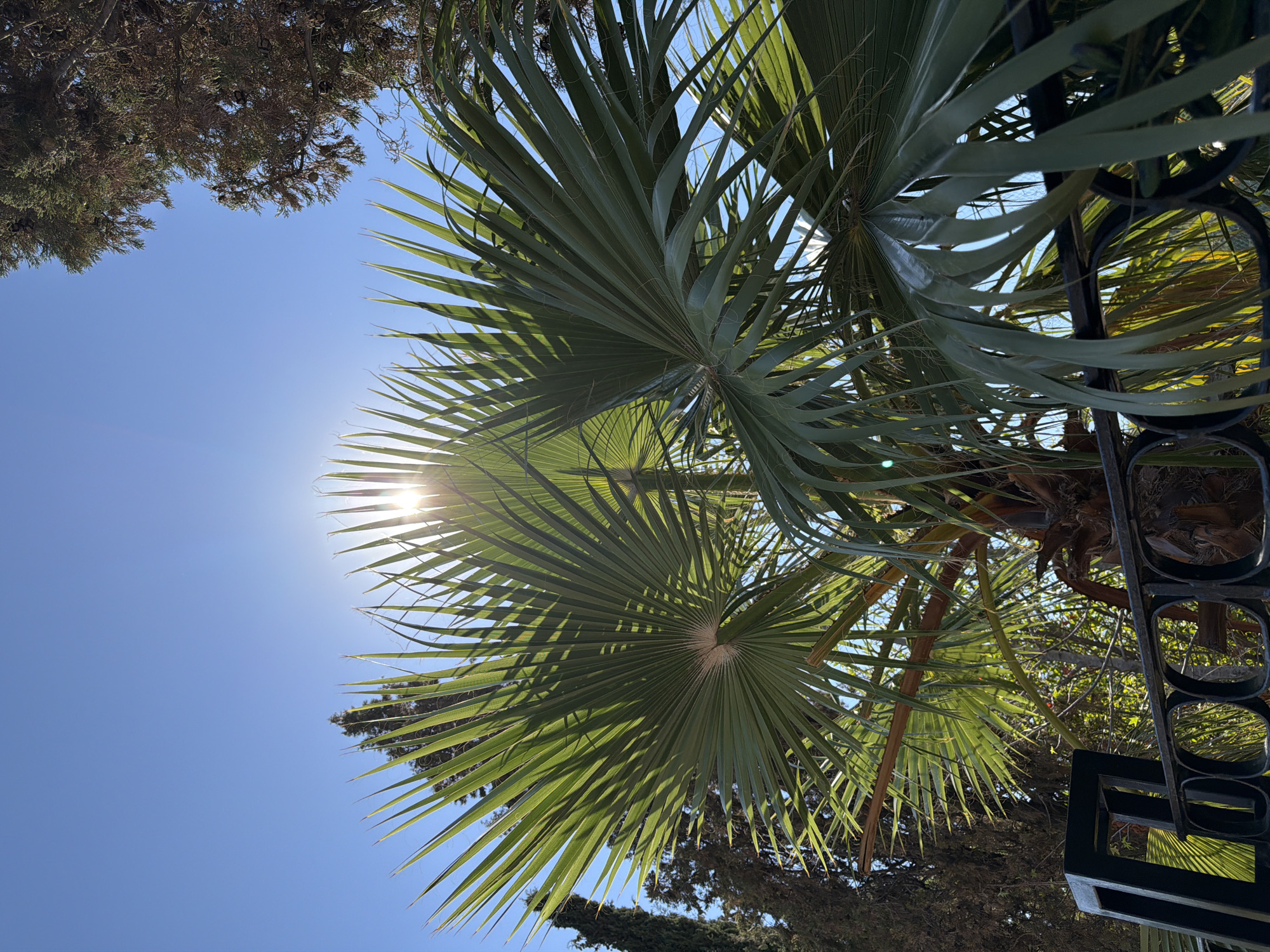 A low-angle shot captures a sun-drenched palm tree against a clear blue sky. The sun's rays pierce through the fronds, creating a starburst effect. In the background, the tops of other trees are visible, some appearing to be cypress trees. A section of black wrought-iron fencing is in the foreground, partially obscuring the base of the palm. The scene is bright and sunny, with distinct shadows cast by the palm fronds.