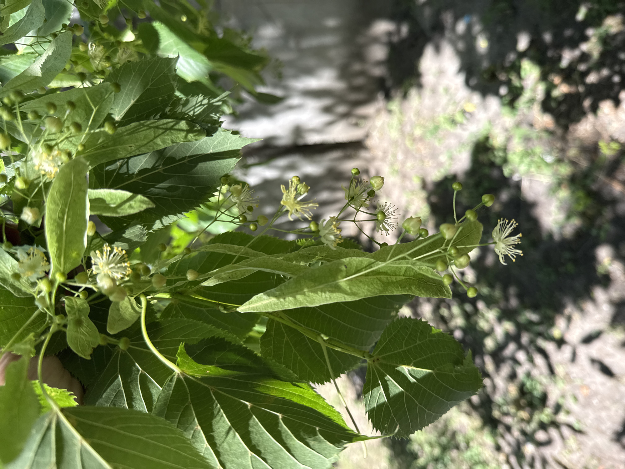 A close-up shot focuses on the delicate blossoms and green buds of a linden tree, hanging from leafy branches. The background is blurred, showing a light-colored wall casting shadows from the tree's foliage onto the ground below. The ground appears to be composed of dirt and sparse vegetation. The overall impression is of a natural scene bathed in sunlight, possibly in a garden or park.
