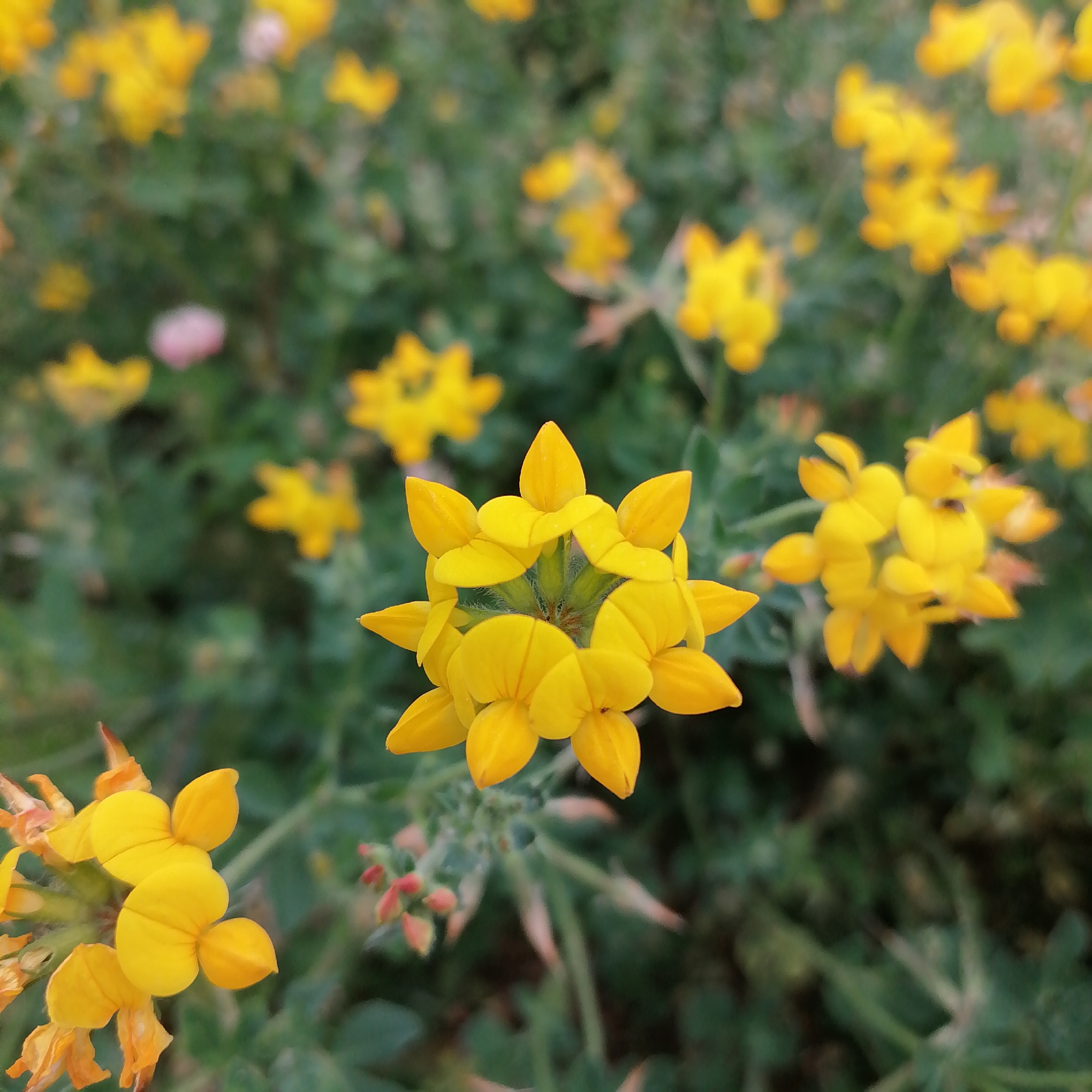 A close-up, shallow depth-of-field shot focuses on a cluster of bright yellow flowers, some of which are in sharp focus. The flowers have five petals, with the petals appearing to overlap and form a somewhat star-like or pinwheel shape in the center of the main bloom. The petals are a vibrant yellow, with some showing subtle orange or reddish tinges near the base. The green foliage of the plants is visible throughout the background, mostly out of focus, creating a soft bokeh effect. A few blurry pinkish or reddish flower buds are also interspersed among the green leaves in the background. The image appears to be taken outdoors in a natural setting, possibly a garden or field.