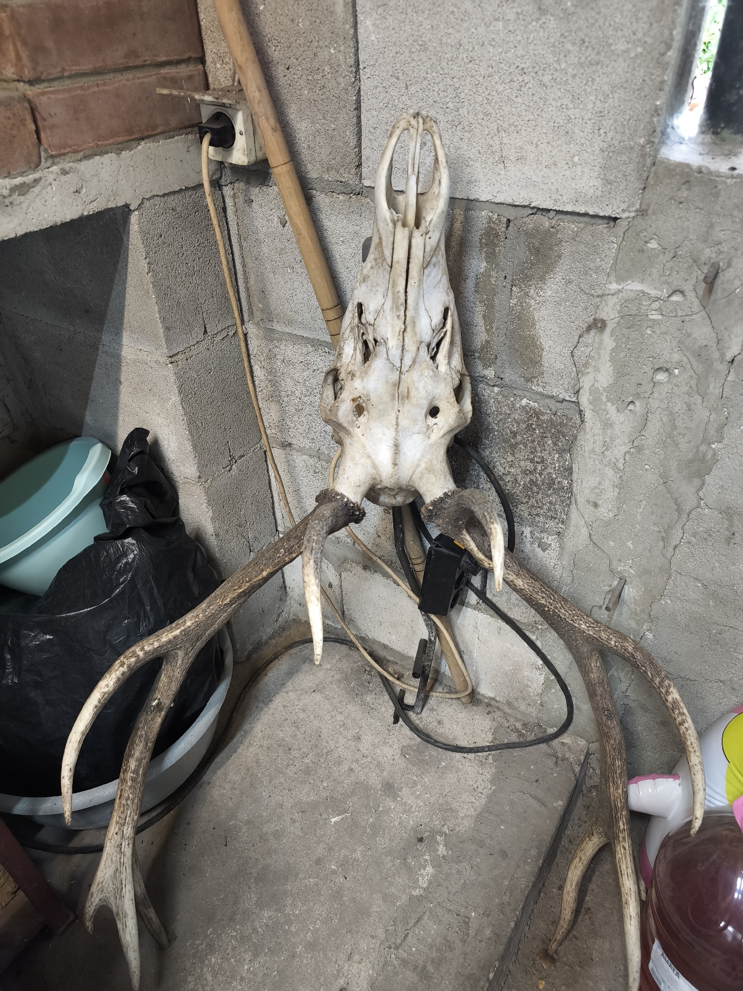 The image depicts a deer skull with antlers hanging on a concrete block wall in what appears to be a basement or storage area in Unknown, Unknown. The skull is light in color and appears aged. The antlers are brown and textured. There are various objects around the skull, including a light blue plastic tub, a black plastic bag, a wooden stick, and a red plastic bottle. Electrical cords and an outlet are also visible on the wall. The floor is concrete.