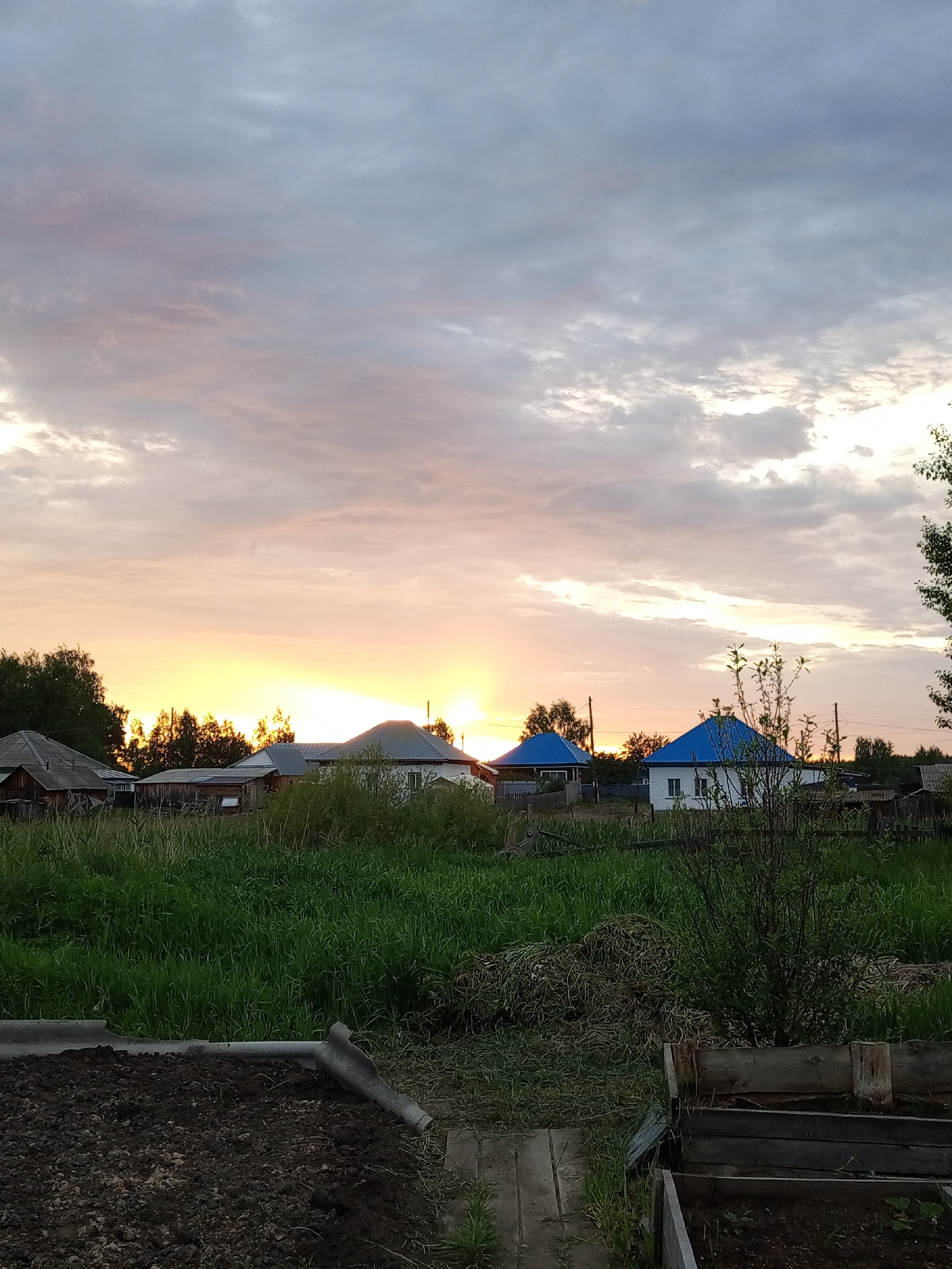 The image depicts a rural sunset scene in Pankrushikha, Russia. The sky is filled with a gradient of soft pinks and oranges from the setting sun, transitioning to pale blues and grays towards the top, with scattered clouds. In the middle ground, several houses are visible. To the left, a long, low-slung wooden structure with a dark roof stands out. Further to the right, two houses with bright blue roofs are prominent. One is a white, single-story dwelling, and the other, slightly smaller, is partially obscured by trees. A line of trees with dark green foliage runs across the middle ground, silhouetted against the bright sky in some areas. The foreground features a garden area with dark soil in raised wooden planters, and dense green grass with some dried vegetation. A wooden plank path is visible running through the soil. Power lines are also subtly present in the background. The overall impression is a peaceful, rural evening.