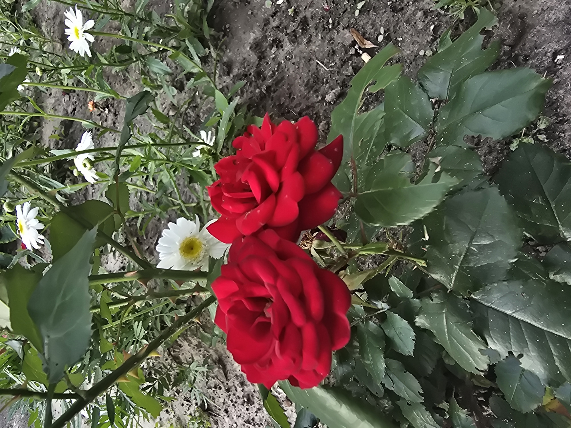 The image displays a close-up view of two vibrant red roses in a garden setting. The roses are in full bloom, with rich, velvety petals. Surrounding the roses are dark green, thorny stems and leaves, characteristic of a rose bush. In the background, several white daisies with yellow centers are visible, interspersed with more greenery. The ground appears to be a mixture of soil and mulch. The lighting suggests it is daytime, likely outdoors. The overall scene is one of natural beauty, with a focus on the prominent red roses. There are no people or animals visible in the image. The context provided about Sofiivska Borshchahivka, Ukraine, indicates the geographical location where this garden scene is situated.