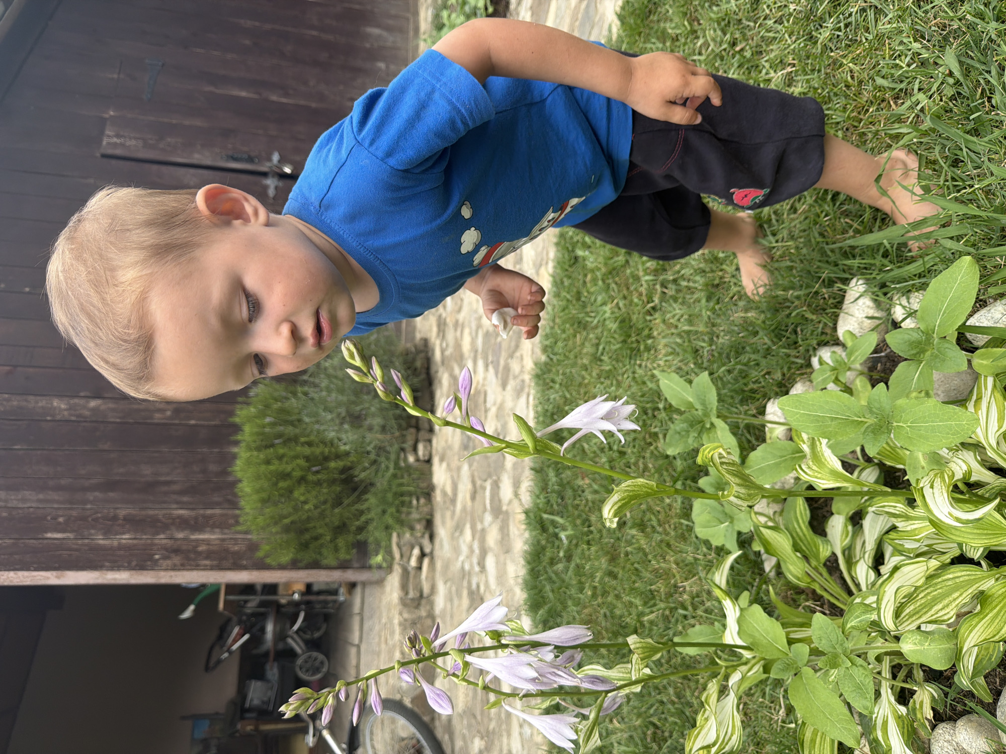 A young boy with blonde hair, wearing a blue t-shirt and dark shorts, is in a garden. He is barefoot and appears to be examining a plant with light purple flowers. The boy is looking down at the flowers with a curious expression. The background shows a wooden structure, possibly a fence or garage door, and a paved pathway. Green grass and a bush are also visible. The scene suggests an outdoor setting in a residential area. The lighting indicates it is daytime, likely sunny. The boy's interaction with the plant suggests a moment of exploration and learning.