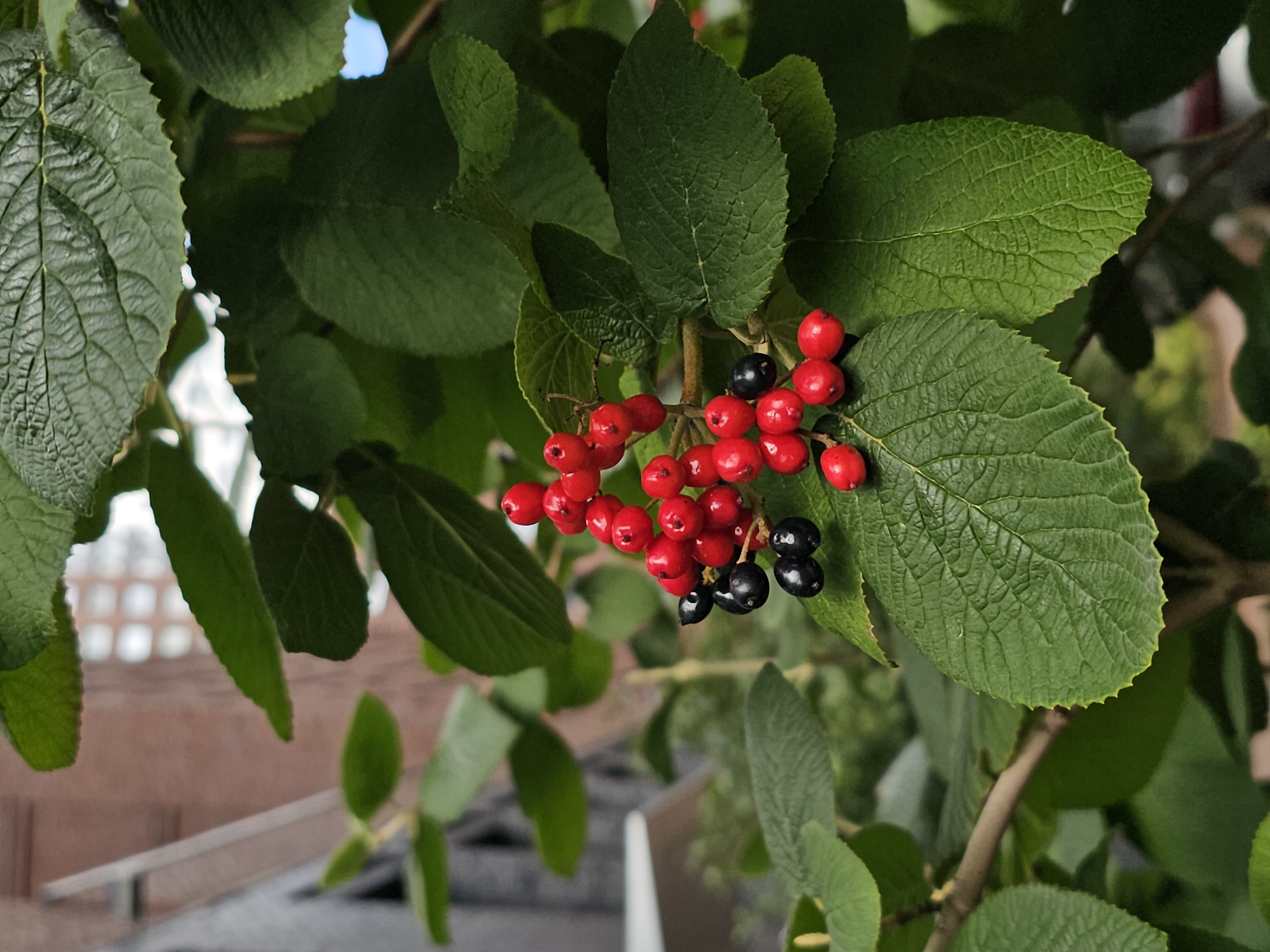 The image shows a close-up of a branch with bright red and black berries, interspersed with large, textured green leaves. The berries are clustered together, with some appearing to be unripe and black, while others are ripe and red. The leaves are broad and have prominent veins, with serrated edges. In the background, out of focus, are hints of urban architecture, including a brick building and windows, suggesting an outdoor setting within a city. The scene is likely a detail from a park, garden, or a street with vegetation in Moscow, Russia, where such plants might be found. There are no people or animals visible in the image.