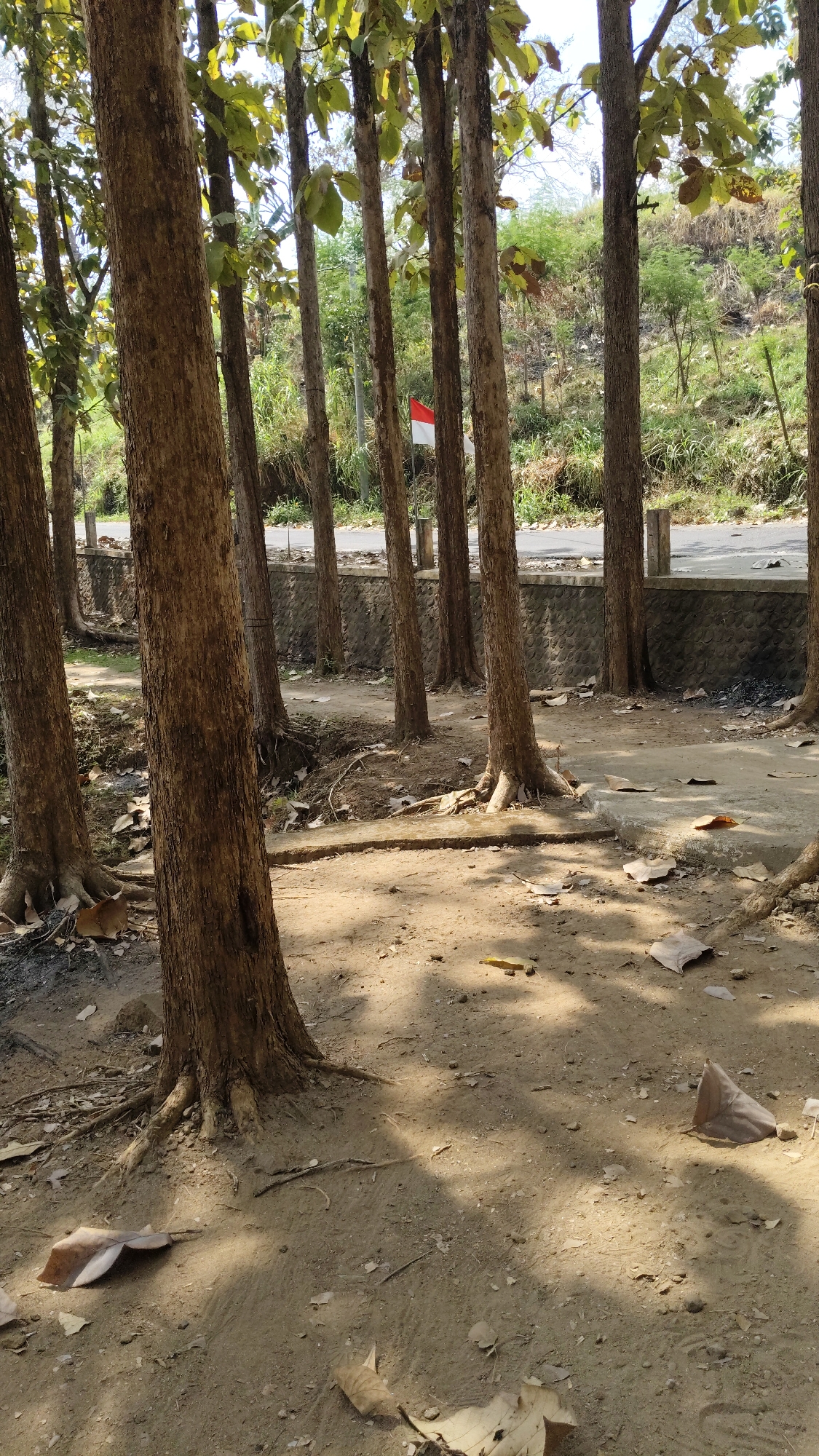 The image depicts a sun-dappled dirt path lined with mature trees, their rough bark and exposed roots evident. Fallen leaves litter the ground, scattered across the path and surrounding sandy earth. In the background, a low stone wall separates the wooded area from a paved road. Beyond the road, a grassy hillside rises, dotted with various green vegetation. A small Indonesian flag, red and white, is visible fluttering on a pole behind the trees, near the road. The scene appears to be an outdoor environment, possibly a park or a roadside verge, in Kresek, Indonesia.