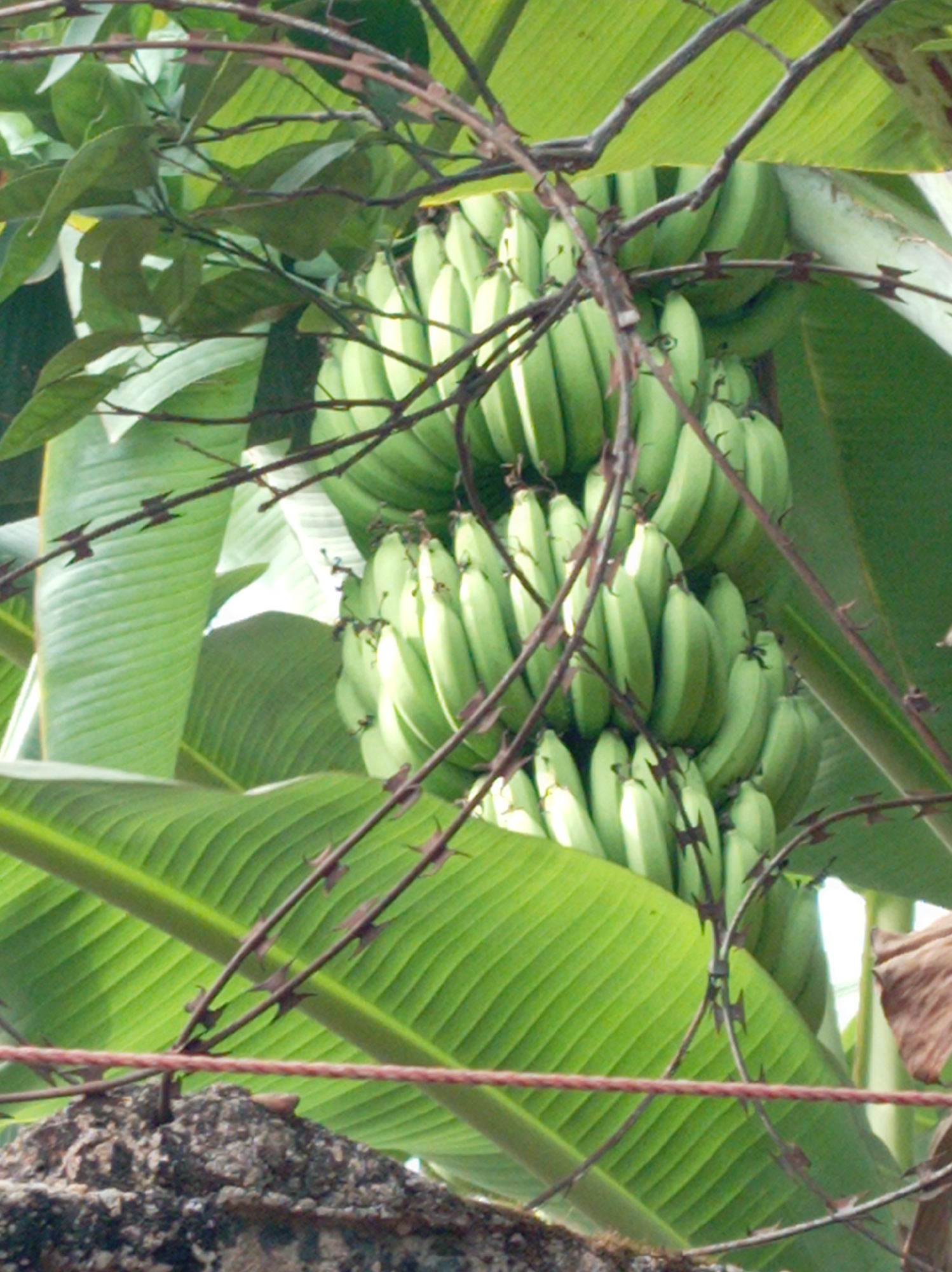 The image shows bunches of unripe green bananas hanging from a banana tree in an outdoor setting. The banana tree has large, prominent green leaves. A barbed wire fence is in the foreground, partially obscuring the view of the bananas. The bottom of the image shows a rough, textured surface, possibly a wall or other structure. The location is Orji, Nigeria.
