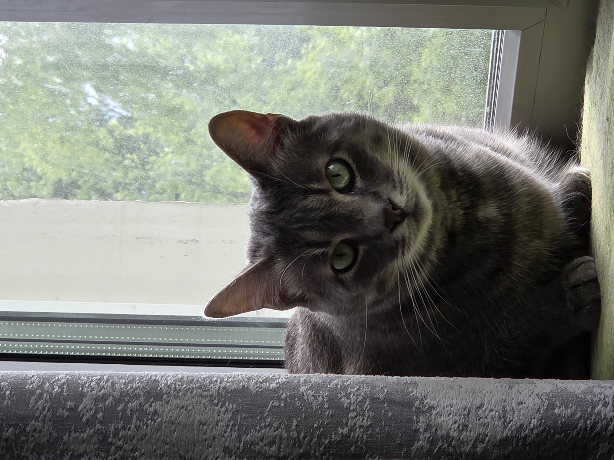 A gray tabby cat is perched on a textured gray surface near a window. The cat is looking at the camera with its green eyes. The window overlooks a green, tree-filled outdoor area.
