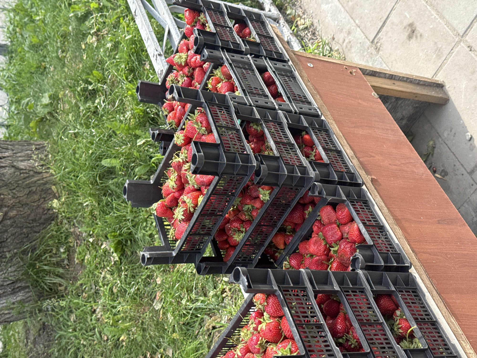 The image shows stacks of black plastic crates filled with fresh strawberries, arranged on a wooden stand by the side of a paved walkway. The stand is positioned outdoors, with a grassy area and a tree trunk visible in the background, along with a metal railing. The crates are overflowing with ripe, red strawberries, some of which are partially obscured by the crate structure. The lighting suggests a sunny day. The scene is consistent with a street market or roadside stall selling produce. The location is Yekaterinburg, Russia.