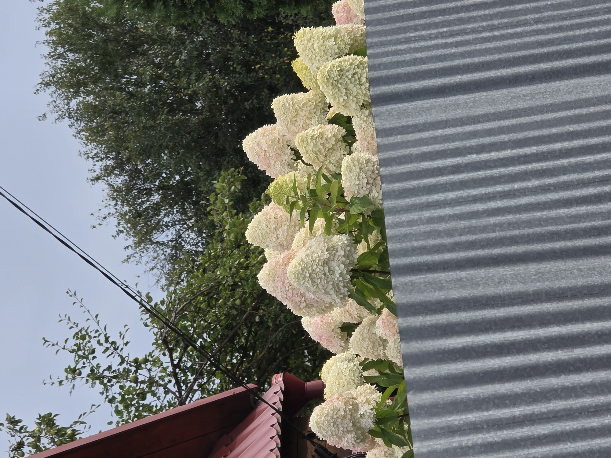 The image captures a close-up view of a corrugated metal fence in the foreground, with a cluster of white and pink hydrangeas blooming behind it. The hydrangeas are dense and full, some showing a hint of green and yellow. In the upper left corner, a portion of a red-roofed building is visible, with a downspout. Behind the flowers and fence, a dense canopy of green trees forms the background under a muted sky. The scene appears to be a residential backyard or garden area, likely located in a moderately sized town or city, given the presence of a building and garden. The location is specified as Речицы, Russia. There are no people or animals present in the frame, and no specific action is taking place. The overall impression is one of natural beauty juxtaposed with man-made structures.