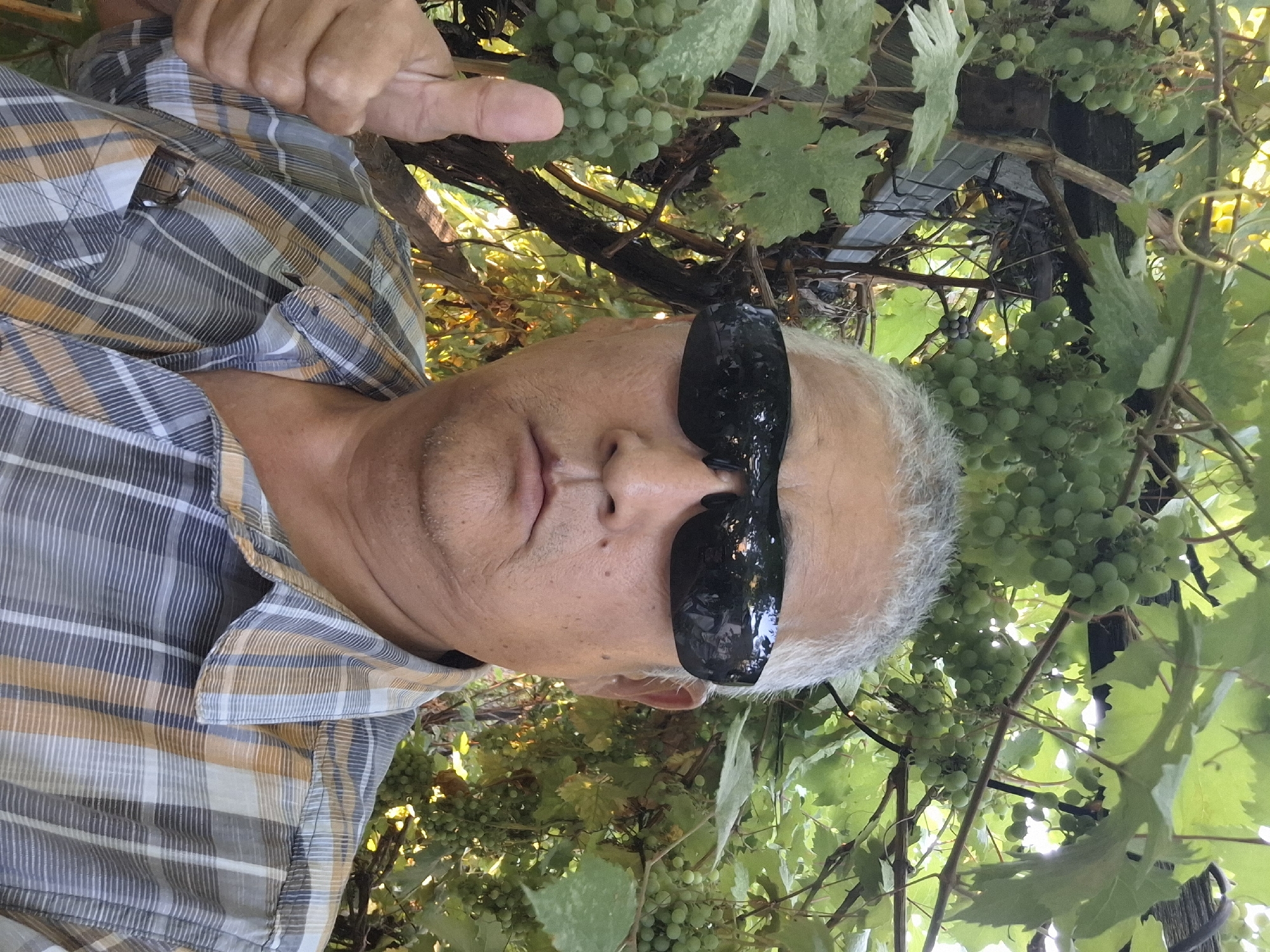 A man with grey hair and dark sunglasses is captured in a close-up, outdoor shot. He is wearing a plaid shirt and giving a thumbs-up gesture. The background is filled with lush green grapevines, suggesting a vineyard or garden setting. The image does not provide any specific visual clues to pinpoint its location within the city of Almaty, Kazakhstan.
