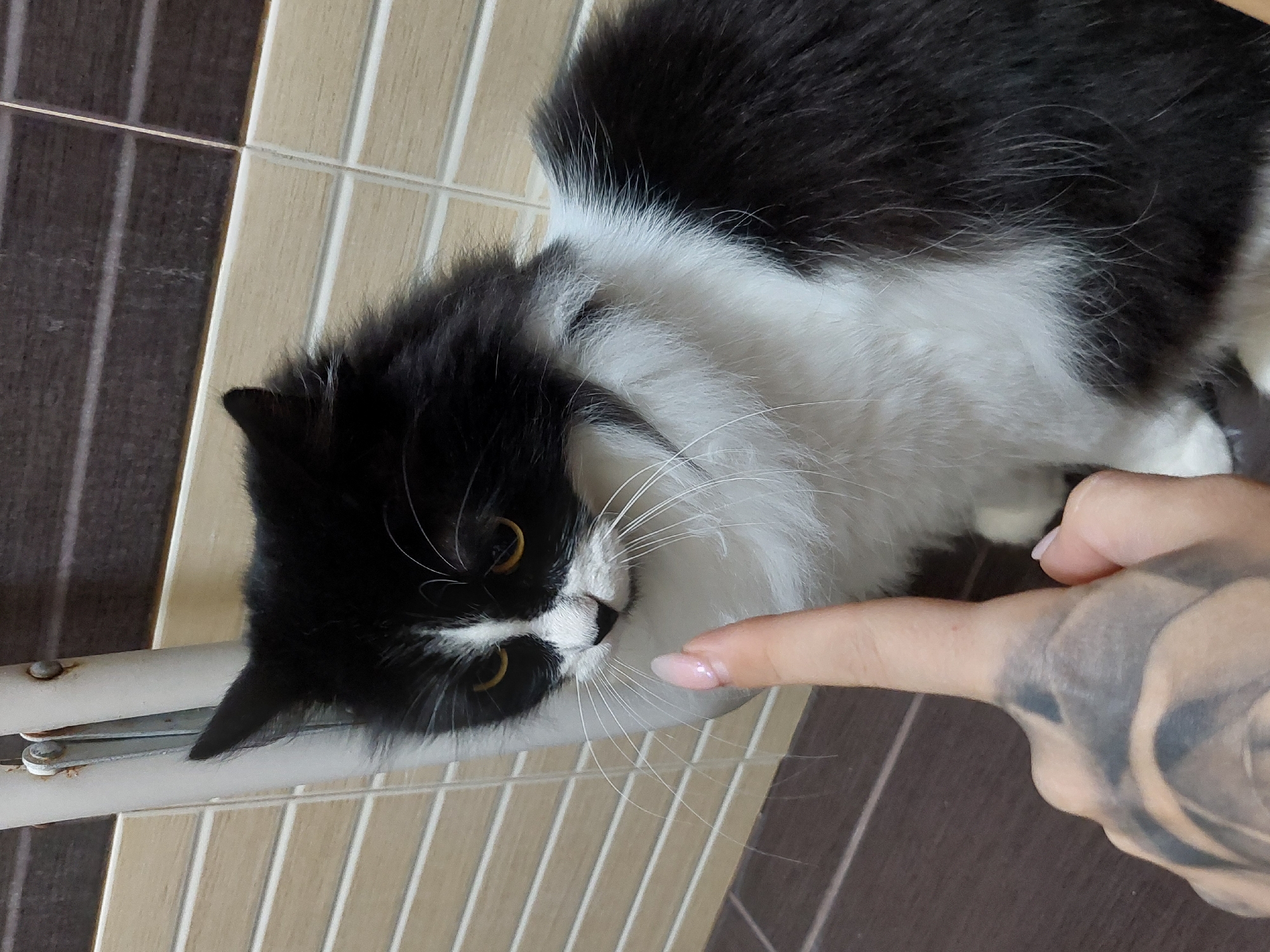 A black and white fluffy cat is sitting on a brown surface, looking at a person's hand with a manicured nail. The cat's fur is predominantly white on its chest and face, with black markings on its head and back. The background consists of tiled walls, one section being a beige grid pattern and the other a darker brown grid pattern. A white metal object with some rust is visible in the upper left corner. The scene appears to be indoors, possibly in a home or a pet-friendly establishment. There is no visible indication of the location being in Plovdiv, Bulgaria.