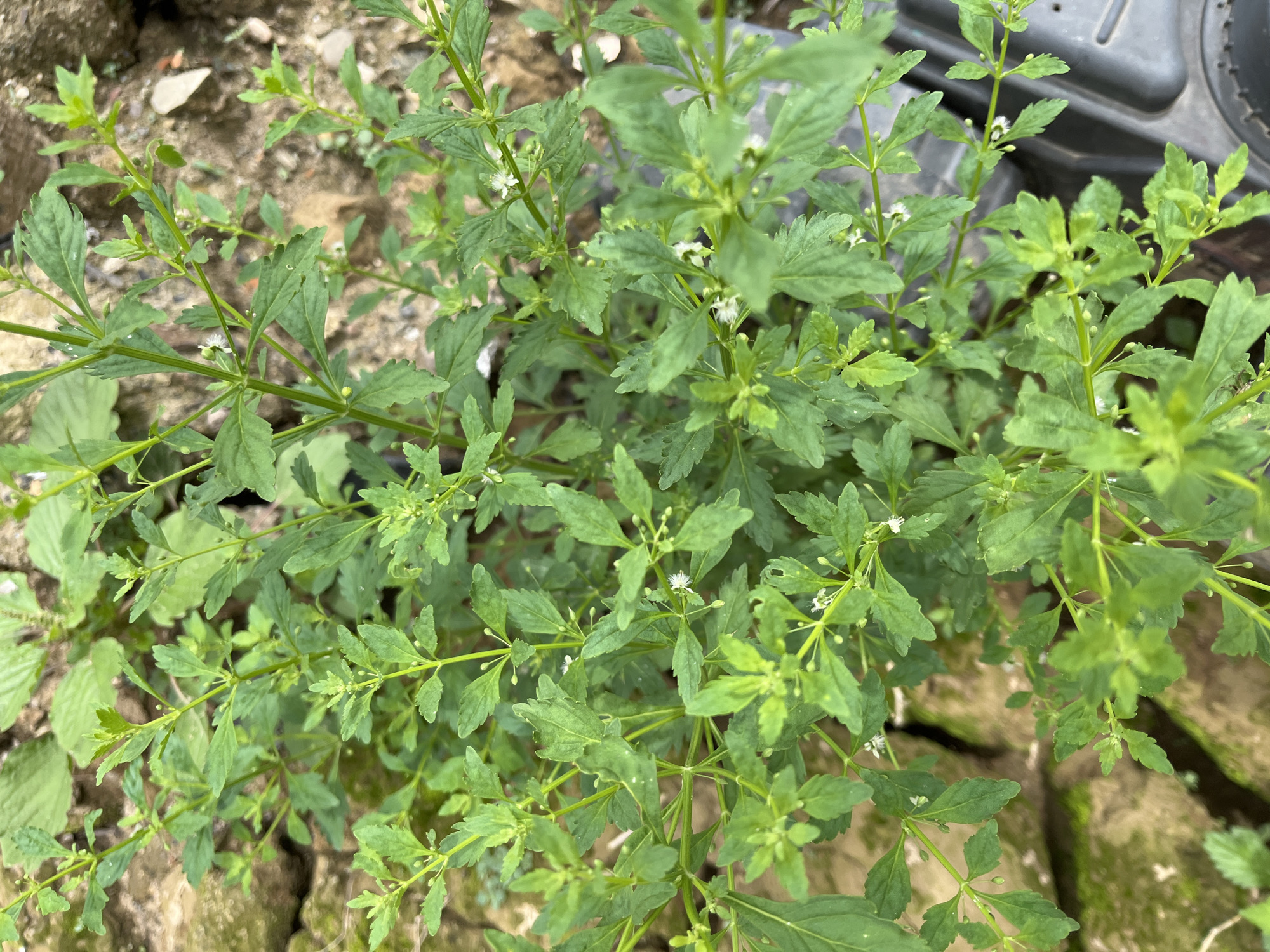 This is a close-up, top-down photograph of a healthy green plant with multiple branching stems. The leaves are small, pointed, and serrated, arranged alternately along the stems. Tiny white flowers, some with delicate petals and others appearing as small buds, are visible scattered throughout the plant. The plant is growing in a patch of soil interspersed with rocks and what appears to be a dark plastic object on the right side of the frame. The overall impression is of a natural or semi-natural outdoor environment, likely a garden or undeveloped area. The image is sharp and well-lit, with natural colors. There are no people or animals present.