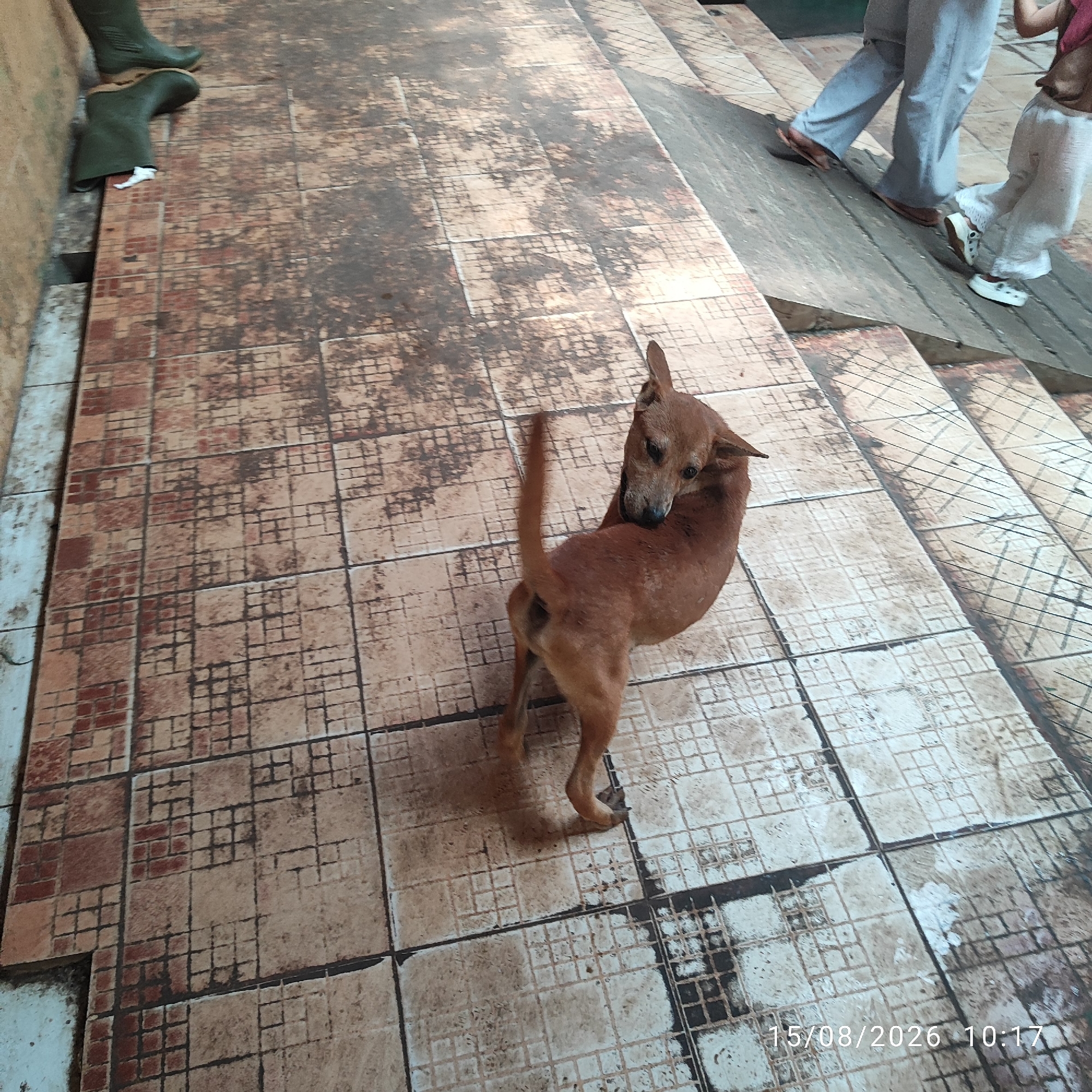 The image shows a tan-colored dog standing on a tiled floor. The dog is facing away from the camera, looking over its shoulder with its head turned to the left. The floor is covered with square tiles, some of which appear worn or stained. In the background, a person's legs are visible, wearing light-colored pants and white shoes, walking up a sloped surface. Another person's legs, wearing gray pants and sandals, are also partially visible. The scene appears to be outdoors or in an open-air structure, with a wall on the left side of the image. A timestamp "15/08/2026 10:17" is visible in the lower right corner of the image.