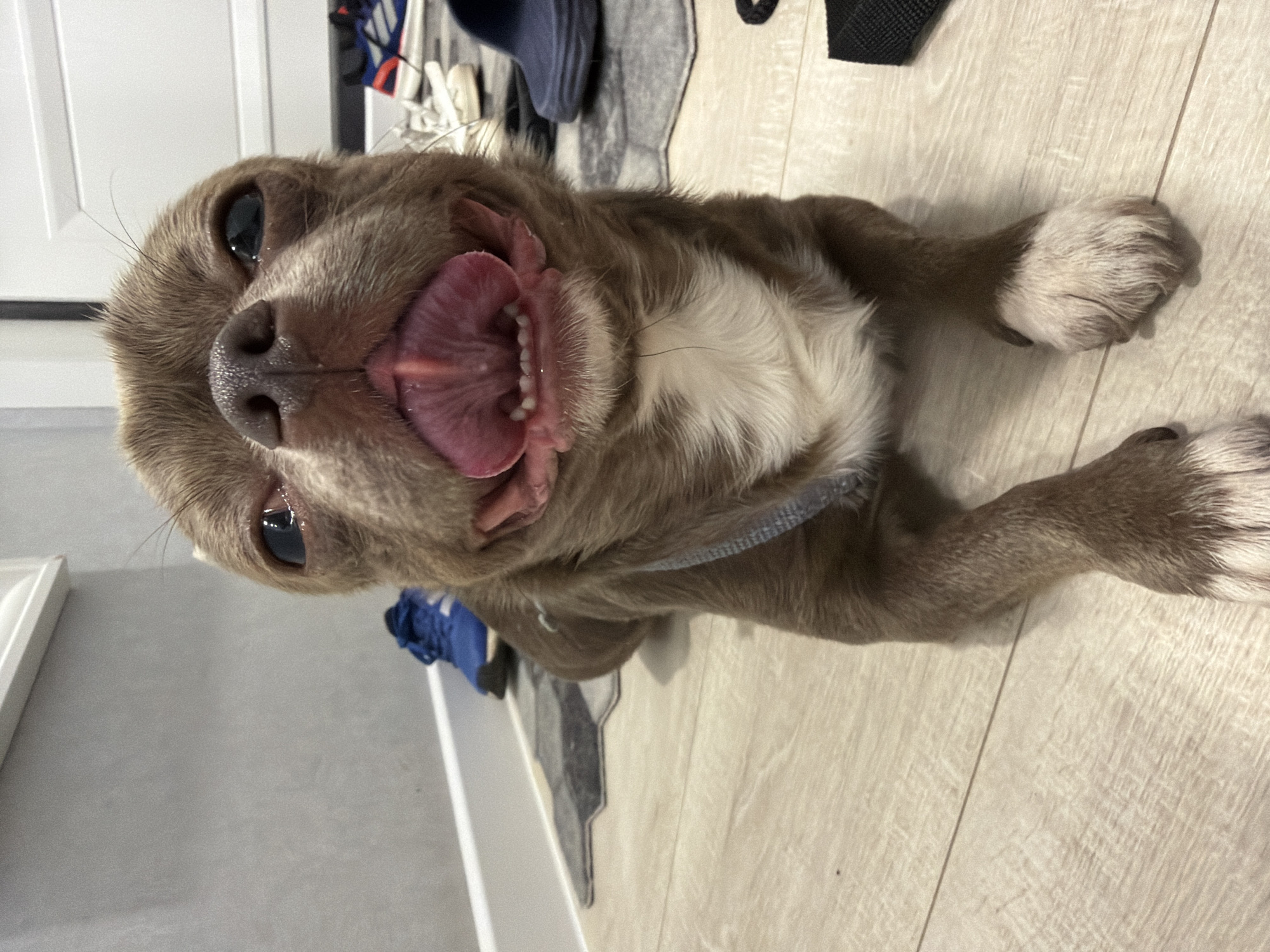 A tan-colored Chihuahua dog lies on a light-colored laminate floor. The dog is turned towards the viewer, its mouth open, tongue extended. The dog has a white chest and white paws. In the background, there are various items including shoes and clothing near a white door and gray wall. There is no information to indicate this image was taken in Votkinsk, Russia.