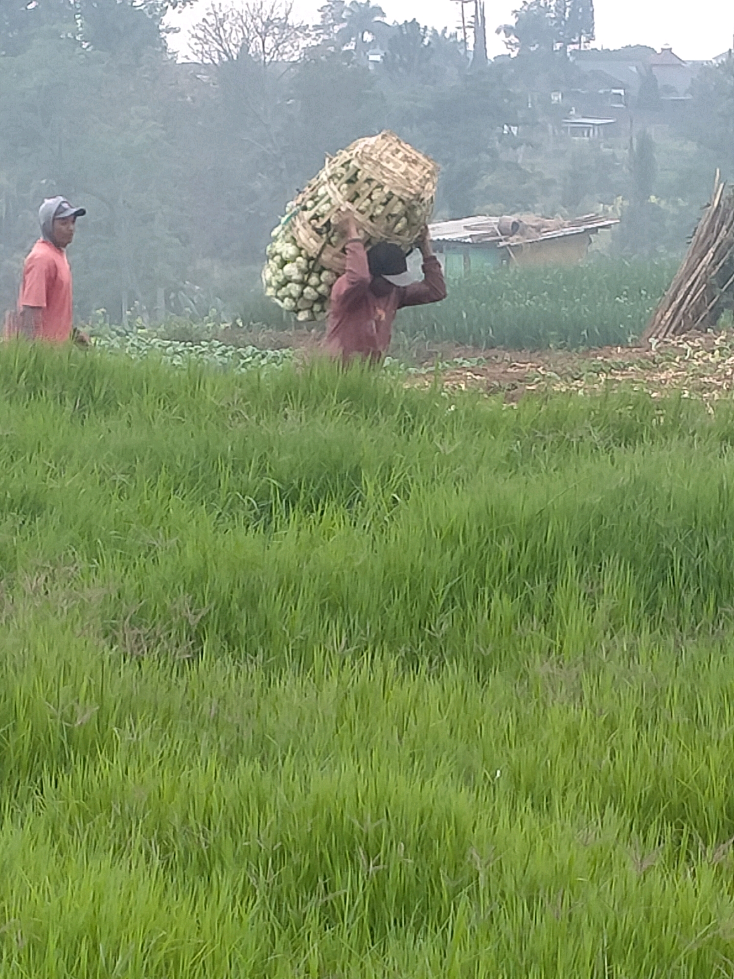 In Batu, Indonesia, two individuals are seen in a rural setting. The person on the left, wearing a coral-colored t-shirt and a grey cap, stands in a field of tall green grass, looking towards the right. To the right of this person, another individual, dressed in a maroon long-sleeved shirt, carries a large woven basket filled with what appears to be produce, balanced on their head and shoulders. This person is walking away from the camera, towards a background featuring agricultural land with rows of plants, some small structures, and distant trees under a hazy sky. A pile of wooden stakes is visible to the right of the frame. The overall scene depicts agricultural work in a somewhat misty or overcast environment.