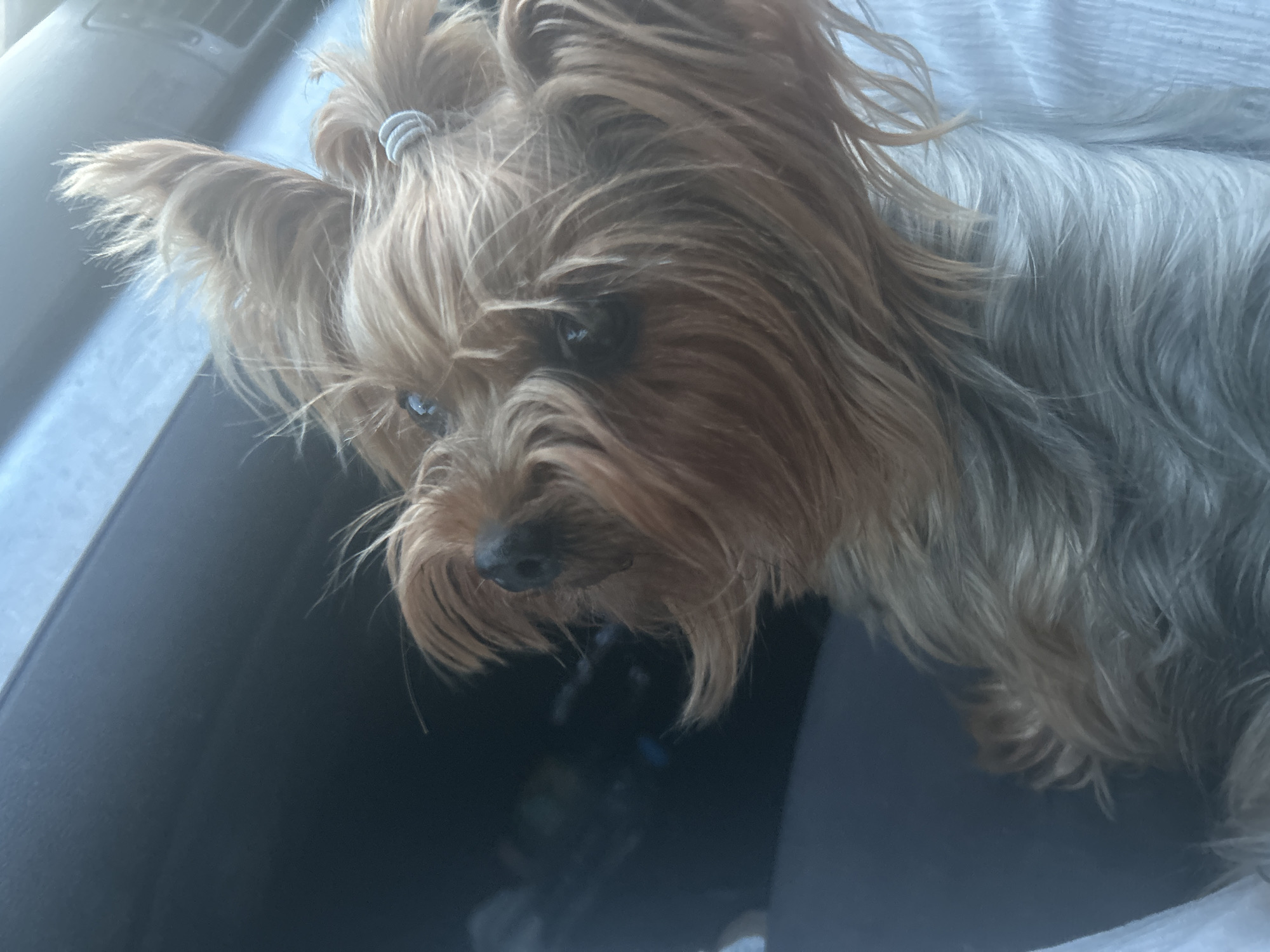 A close-up shot captures a Yorkshire Terrier, with its characteristic long, silky coat, predominantly in shades of gold and gray. The dog is positioned at an angle, facing slightly downward and to the left. A small hair tie is visible in its hair, creating a topknot. The dog is in a car, as is indicated by the dashboard in the upper left corner and the car seat in the foreground. No specific location in Burgas, Bulgaria, can be determined from this image.