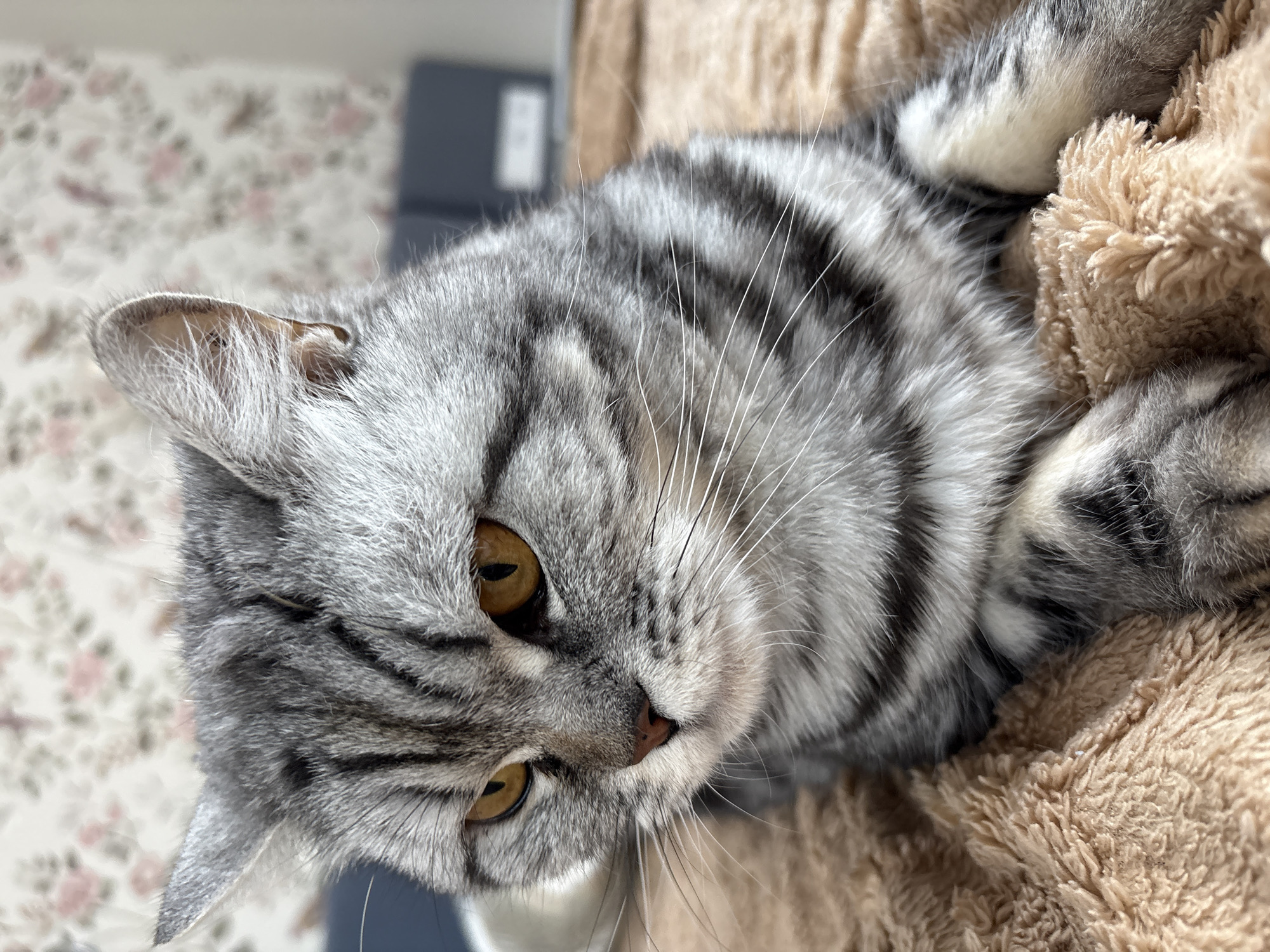 A close-up shot features a grey tabby cat with amber eyes, resting on a tan, fluffy surface. The cat's head is tilted, showing its striped fur pattern and whiskers. The background is slightly blurred, revealing a floral patterned surface and a dark blue object. There is no indication of the location being Izhevsk, Russia, or any other specific place. No people are visible.