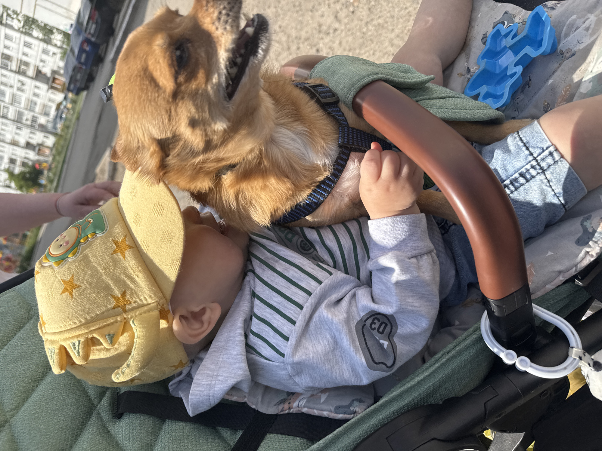 A young child wearing a yellow hat with stars and a grey hoodie is holding a small brown dog while sitting in a stroller. The dog is wearing a blue and black harness. The child's hand is resting on the dog's back. In the background, there are apartment buildings and parked cars, suggesting an urban environment. The scene appears to be outdoors on a sunny day.