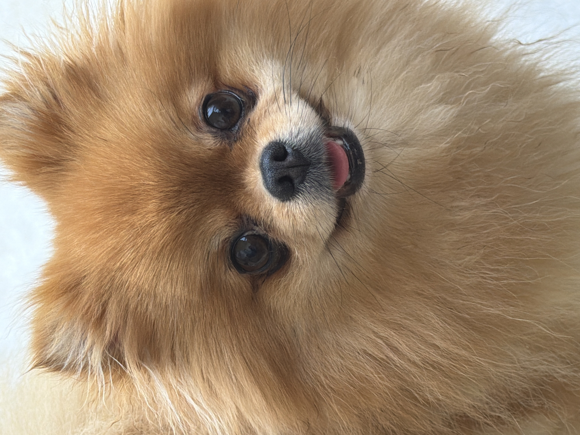 A close-up, vertical, eye-level shot shows the face of a Pomeranian dog. The dog has thick, fluffy, light brown fur with lighter cream-colored fur around its muzzle and chest. Its eyes are dark brown and round, with black pupils. The dog's nose is black and appears wet. Its mouth is slightly open, with its pink tongue visible. The dog's ears are small and triangular, pointed upwards and covered in fur. The background is a plain, light-colored surface, likely a wall or floor, which is out of focus. The lighting is soft and even, highlighting the texture of the dog's fur. There is no indication of the city of Marmaris, Turkey, in the image or its context.