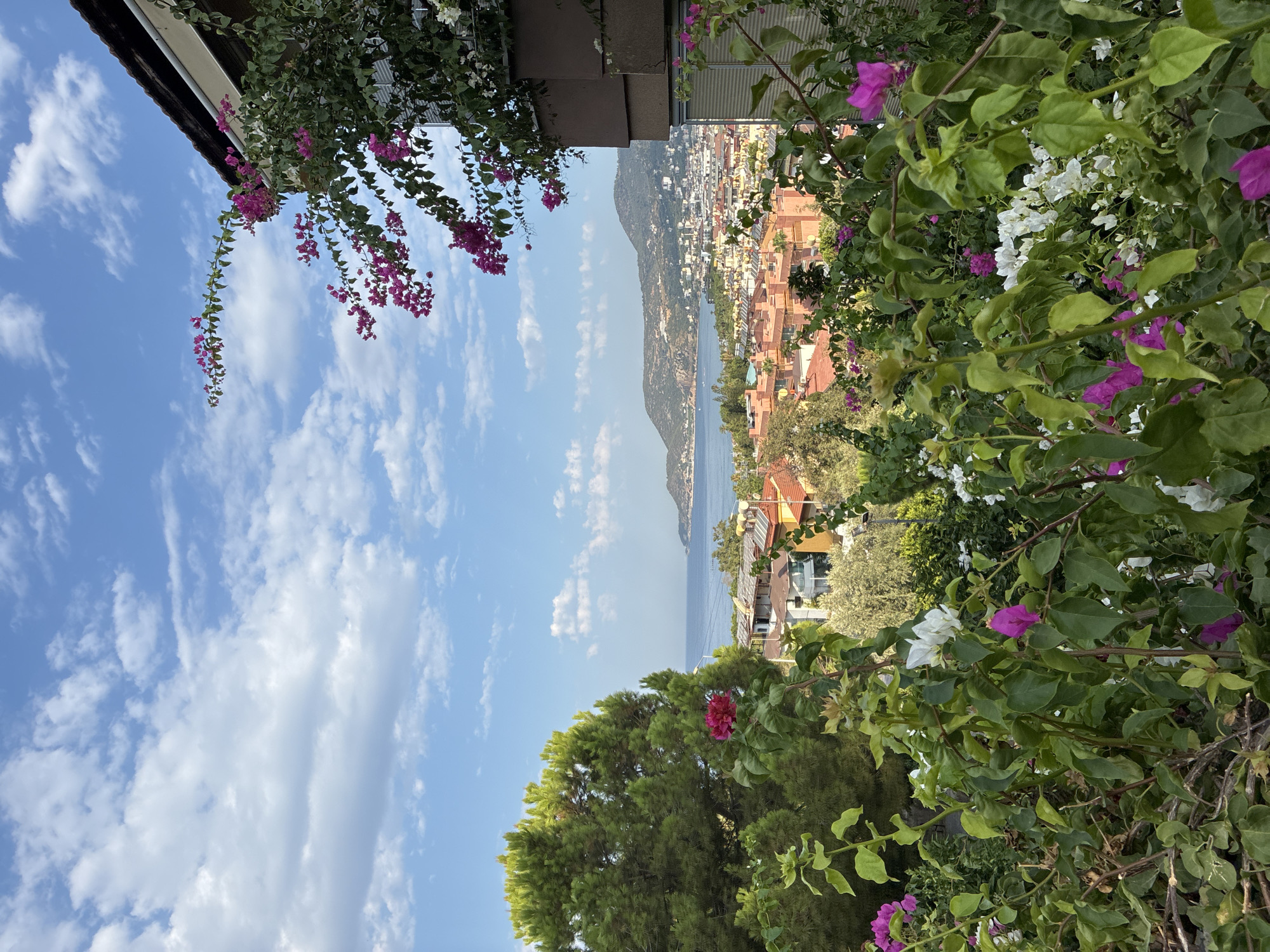 This image captures a scenic view of Alanya, Turkey, likely from an elevated position. The foreground is dominated by lush green foliage and vibrant bougainvillea flowers in shades of pink and white, creating a natural frame. Beyond the vegetation, a sprawling cityscape unfolds with buildings featuring terracotta roofs, suggesting a Mediterranean architectural style. In the distance, the calm blue waters of the sea meet a hazy mountain range under a bright blue sky dotted with fluffy white clouds. The scene is bathed in natural sunlight, indicating it was taken during the daytime. No people or specific actions are depicted.