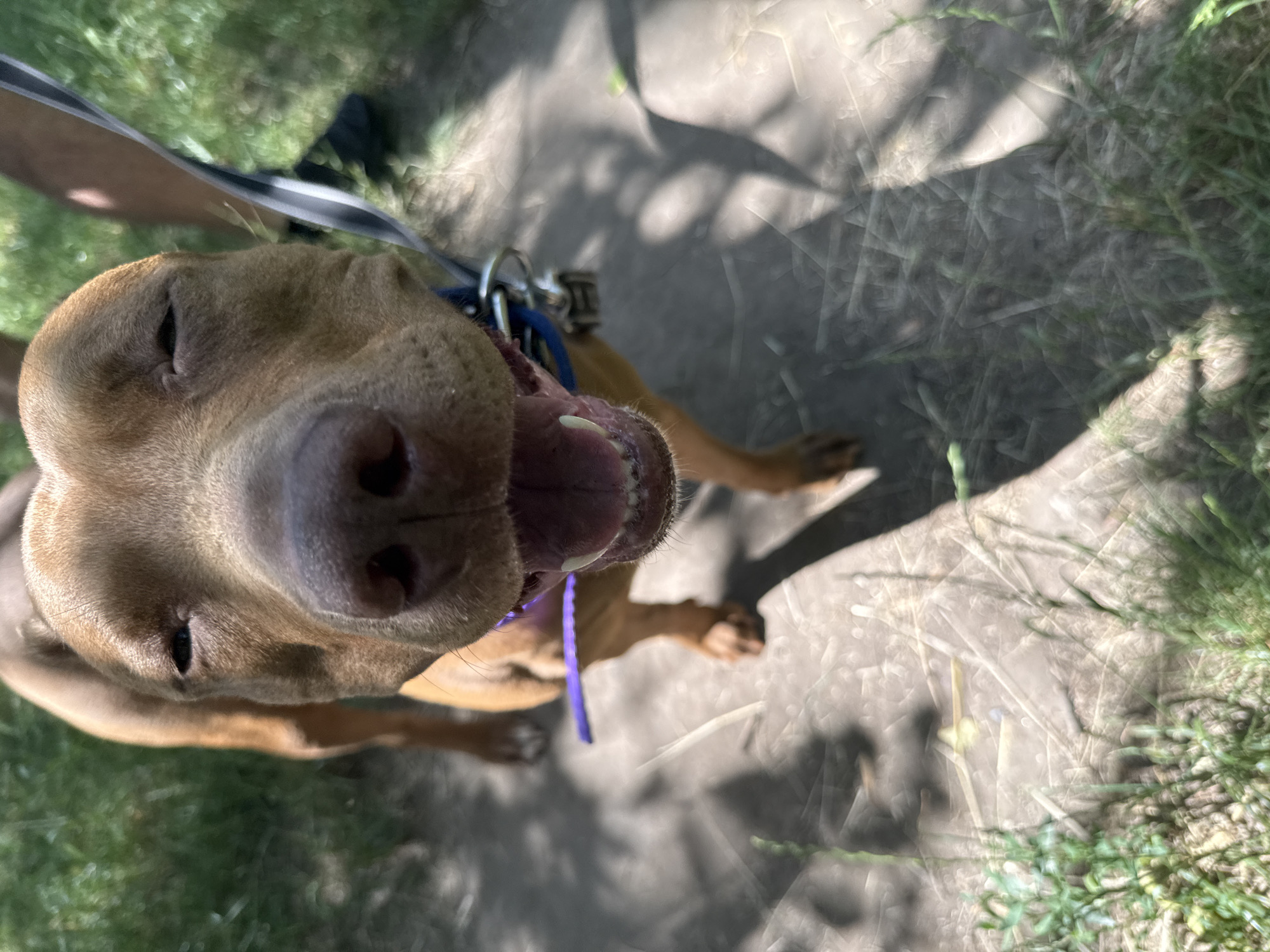 A close-up, low-angle shot shows the face of a brown pit bull dog looking directly at the camera. The dog's eyes are partially closed, giving it a squinting appearance. Its mouth is open, revealing its pink tongue and white teeth. A purple leash is visible around its neck, attached to a blue collar with a metal tag. The dog stands on a dirt path, with shadows of trees cast across the ground. Green grass and foliage are visible in the foreground and background. The scene appears to be outdoors on a sunny day. The location is not specified in the image or any provided context.
