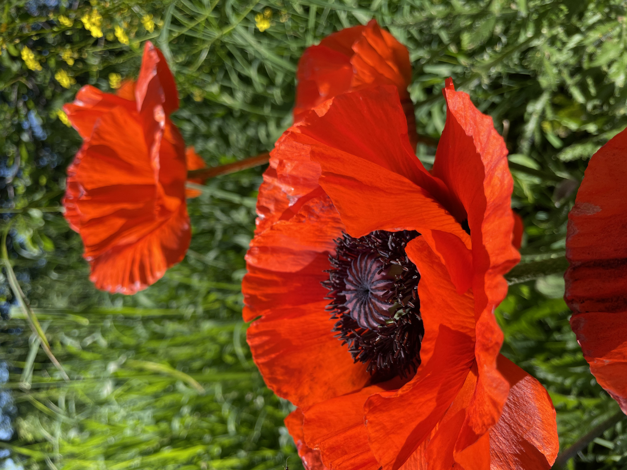 This is a close-up, eye-level, outdoor photograph of bright red poppies in a field of green grass. The focus is on the poppy in the foreground, its petals are unfurled, revealing a dark, intricate center. The background is blurred, showing more poppies and a hint of yellow flowers. The lighting suggests it is a sunny day. The image does not contain any people or specific identifiable landmarks of Artyshta, Russia.
